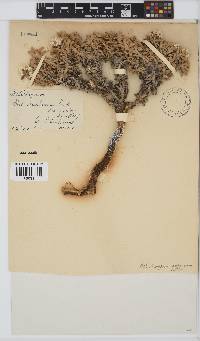 Image of Helichrysum confertum