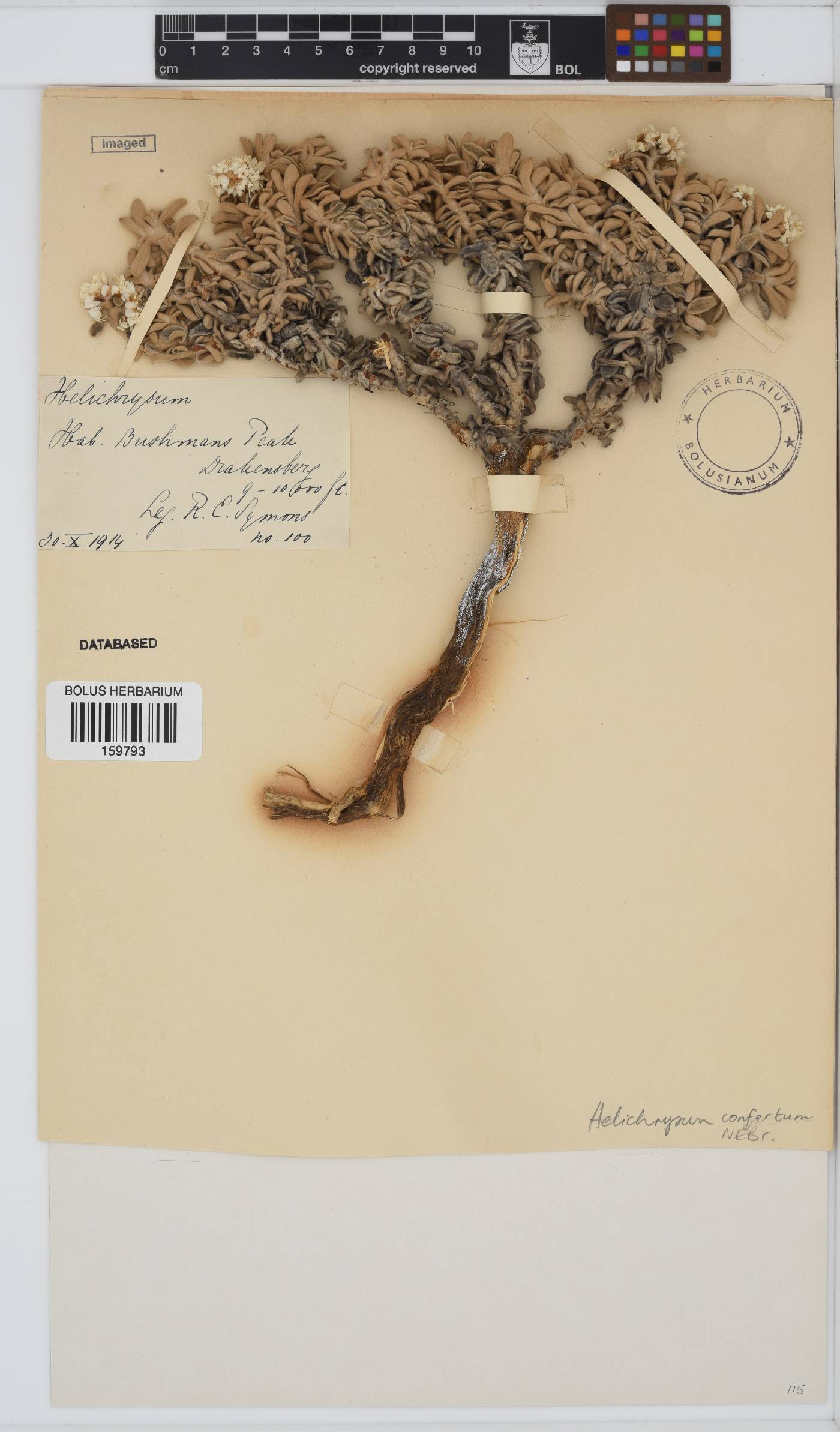 Helichrysum confertum image