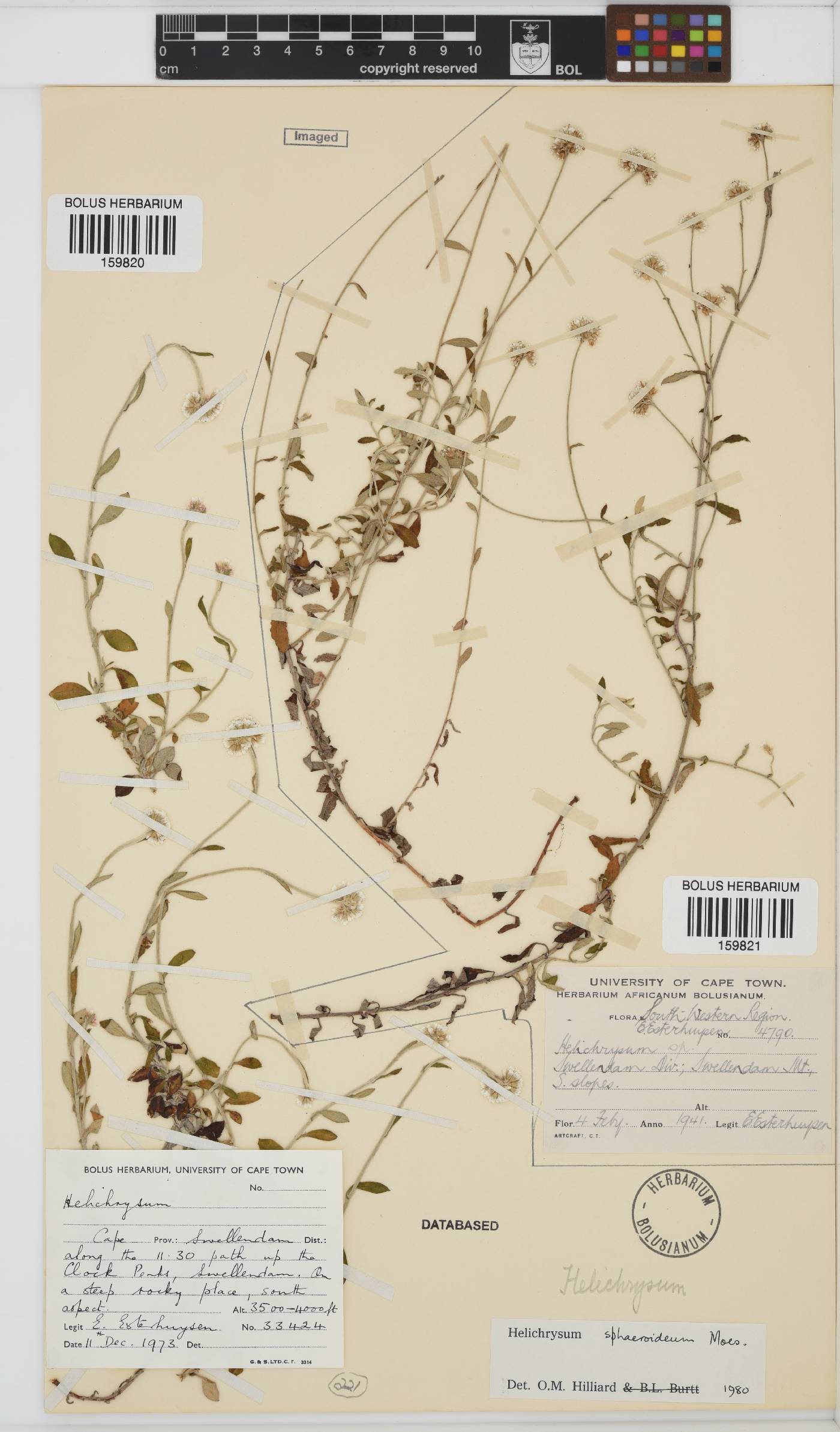 Helichrysum sphaeroideum image