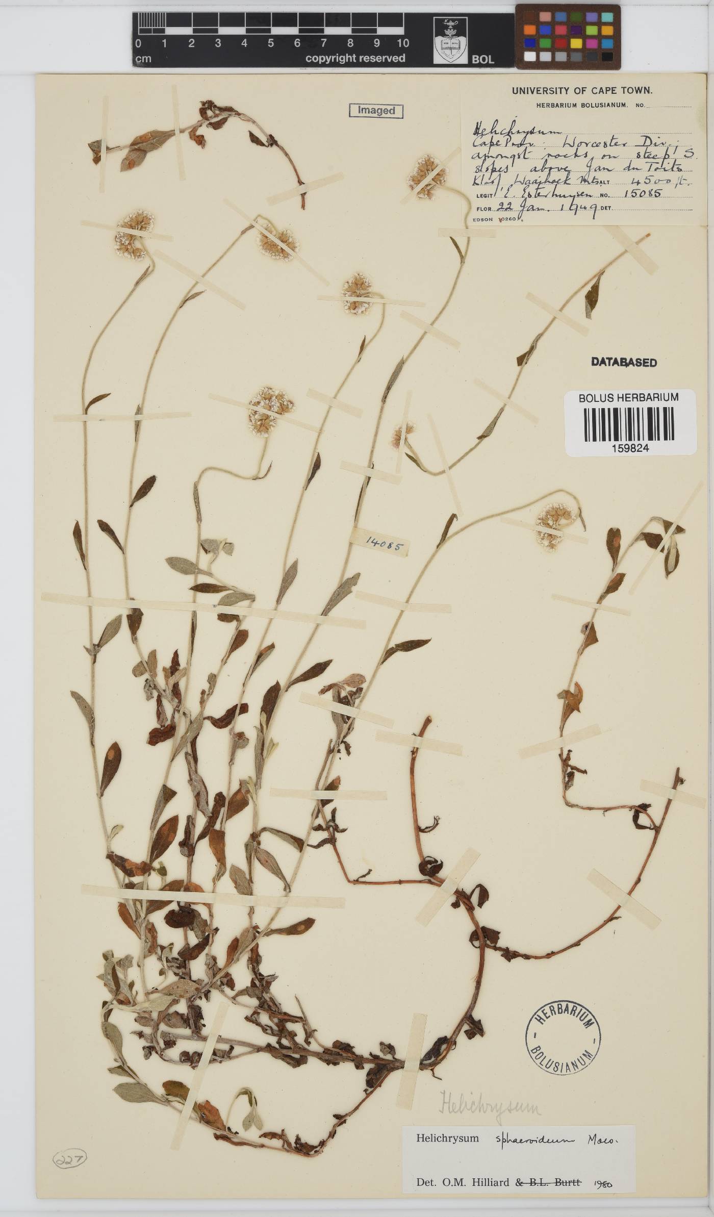 Helichrysum sphaeroideum image