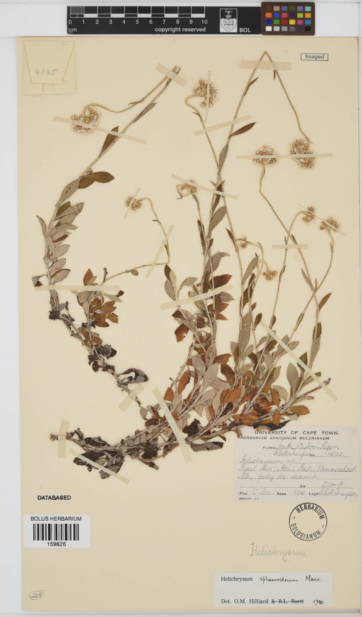 Helichrysum sphaeroideum image