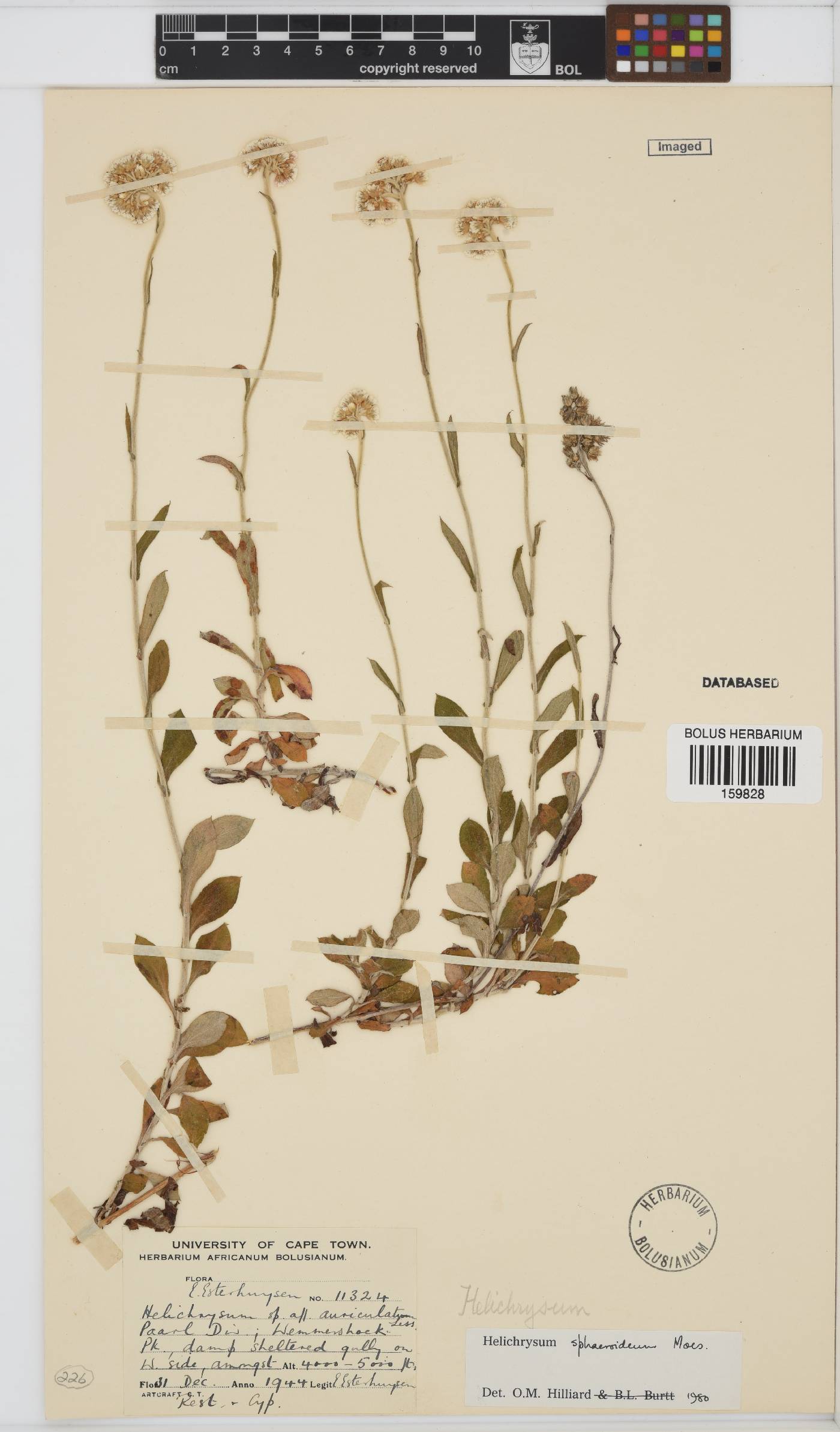 Helichrysum sphaeroideum image