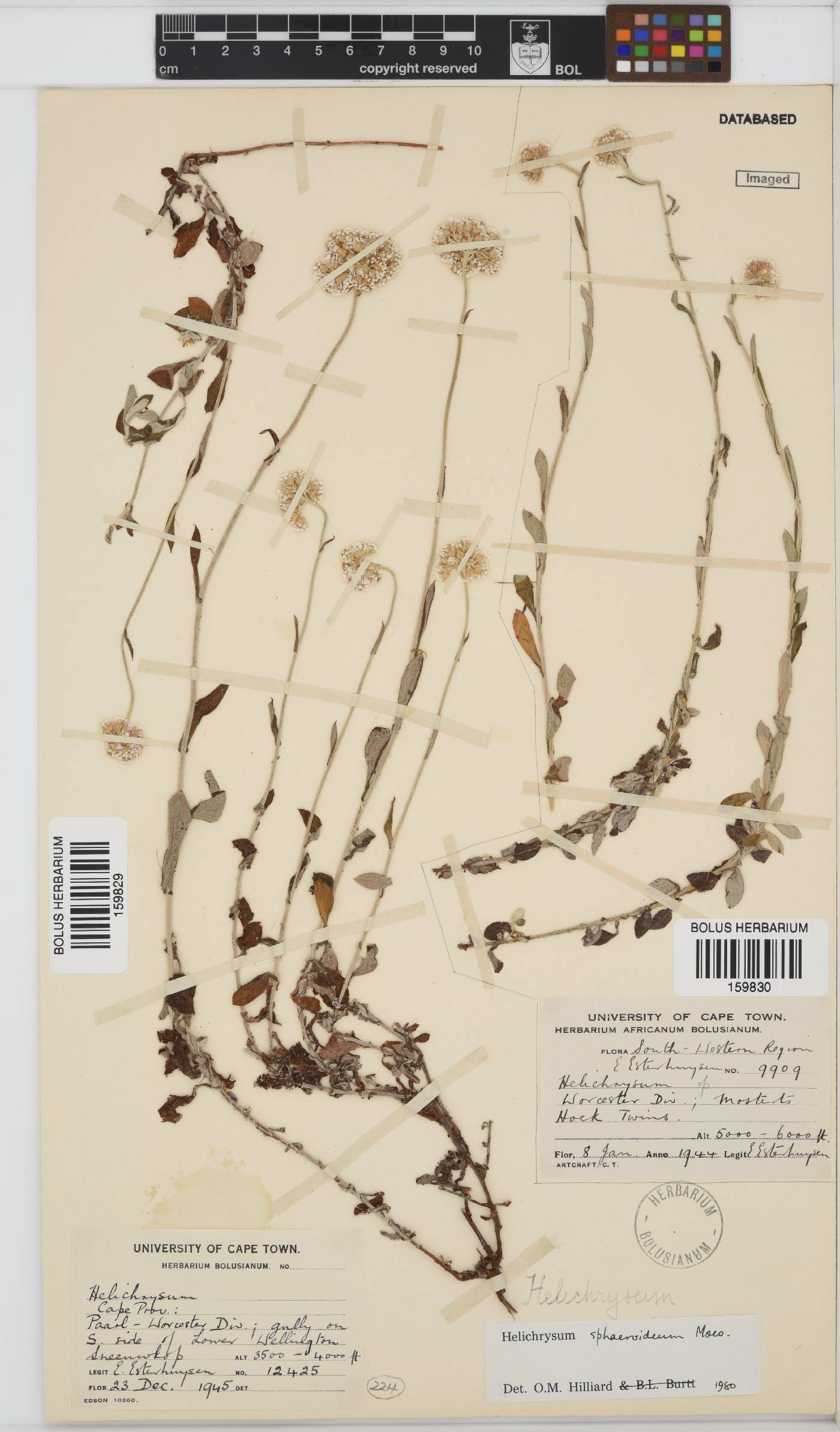 Helichrysum sphaeroideum image