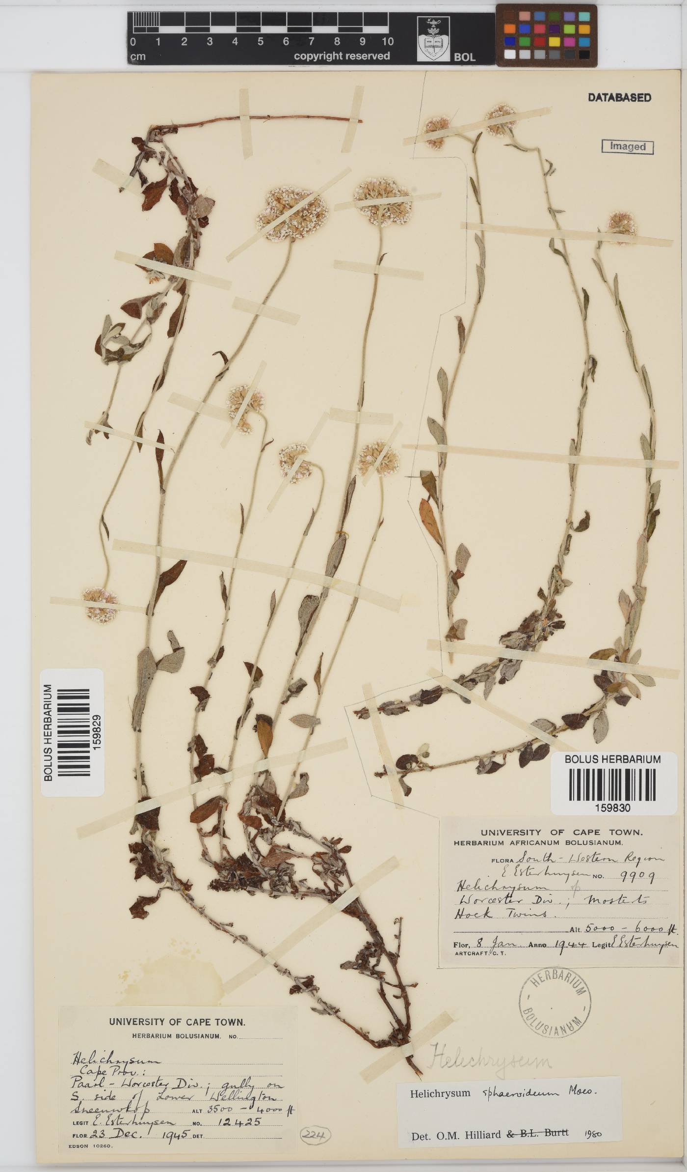 Helichrysum sphaeroideum image