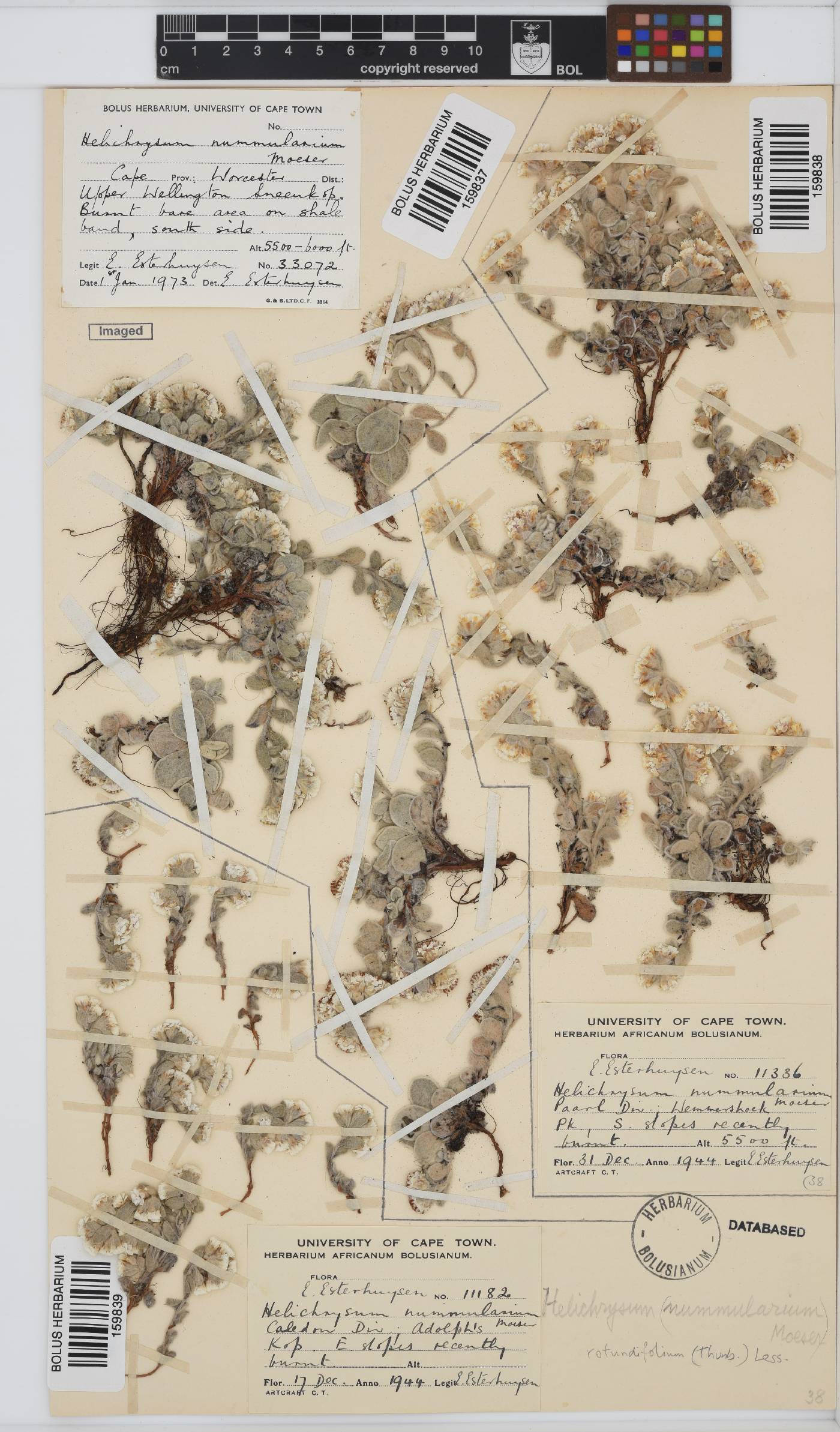 Helichrysum rotundifolium image