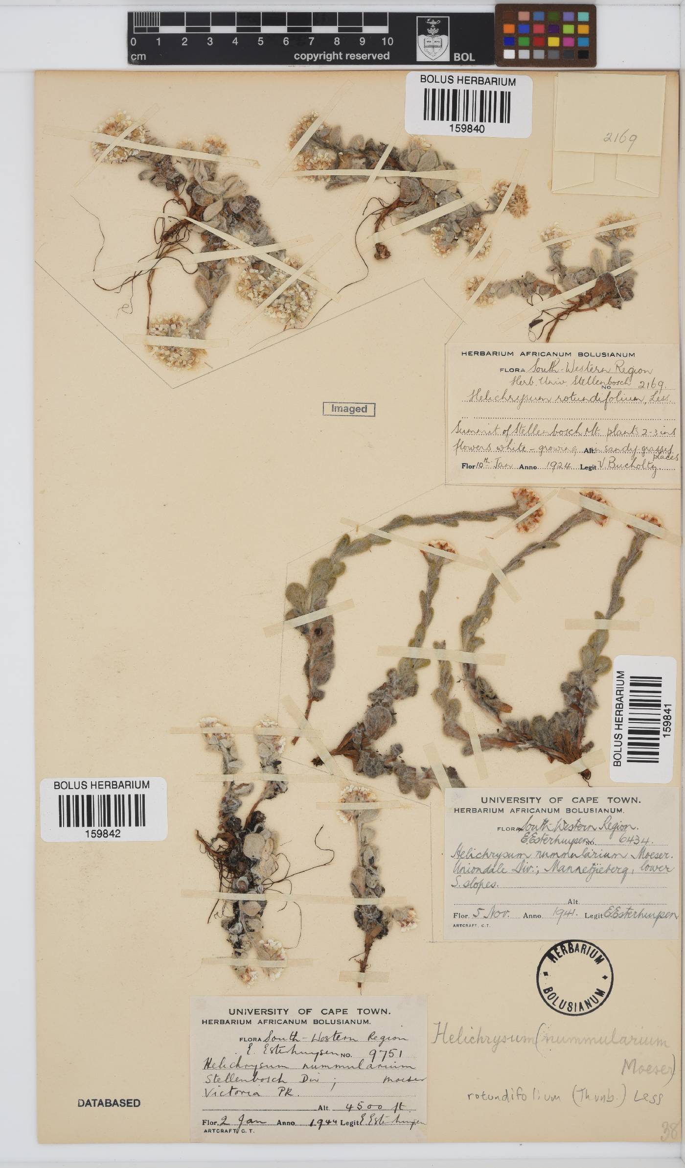 Helichrysum rotundifolium image