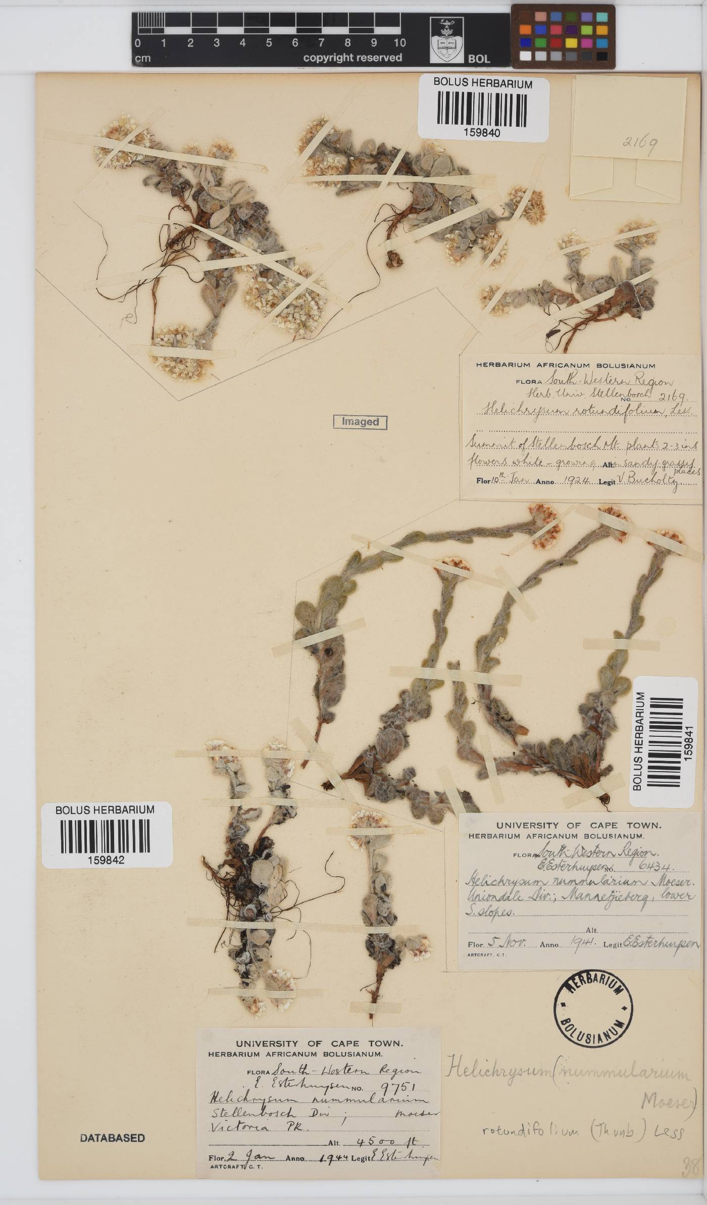 Helichrysum rotundifolium image