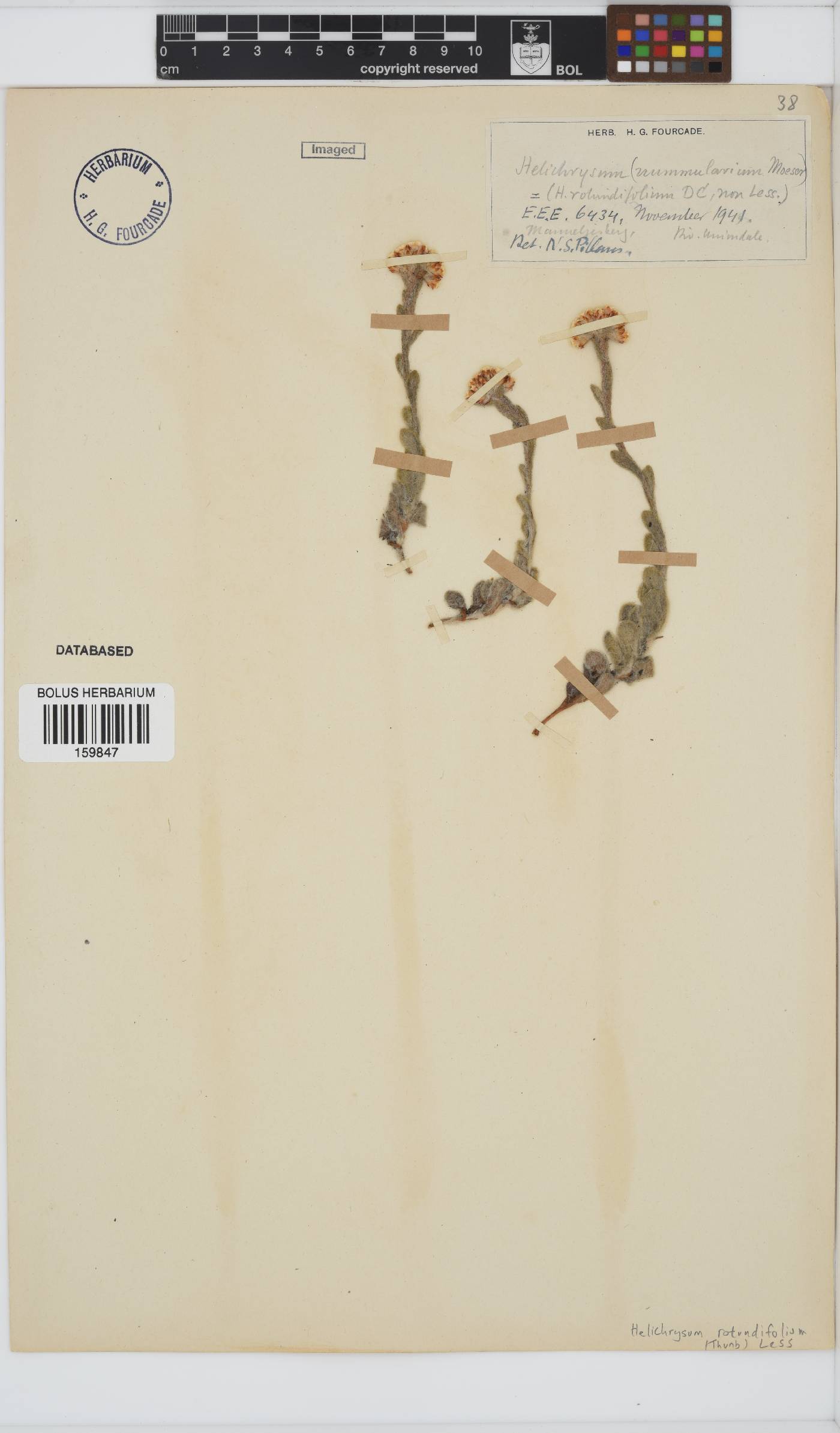 Helichrysum rotundifolium image