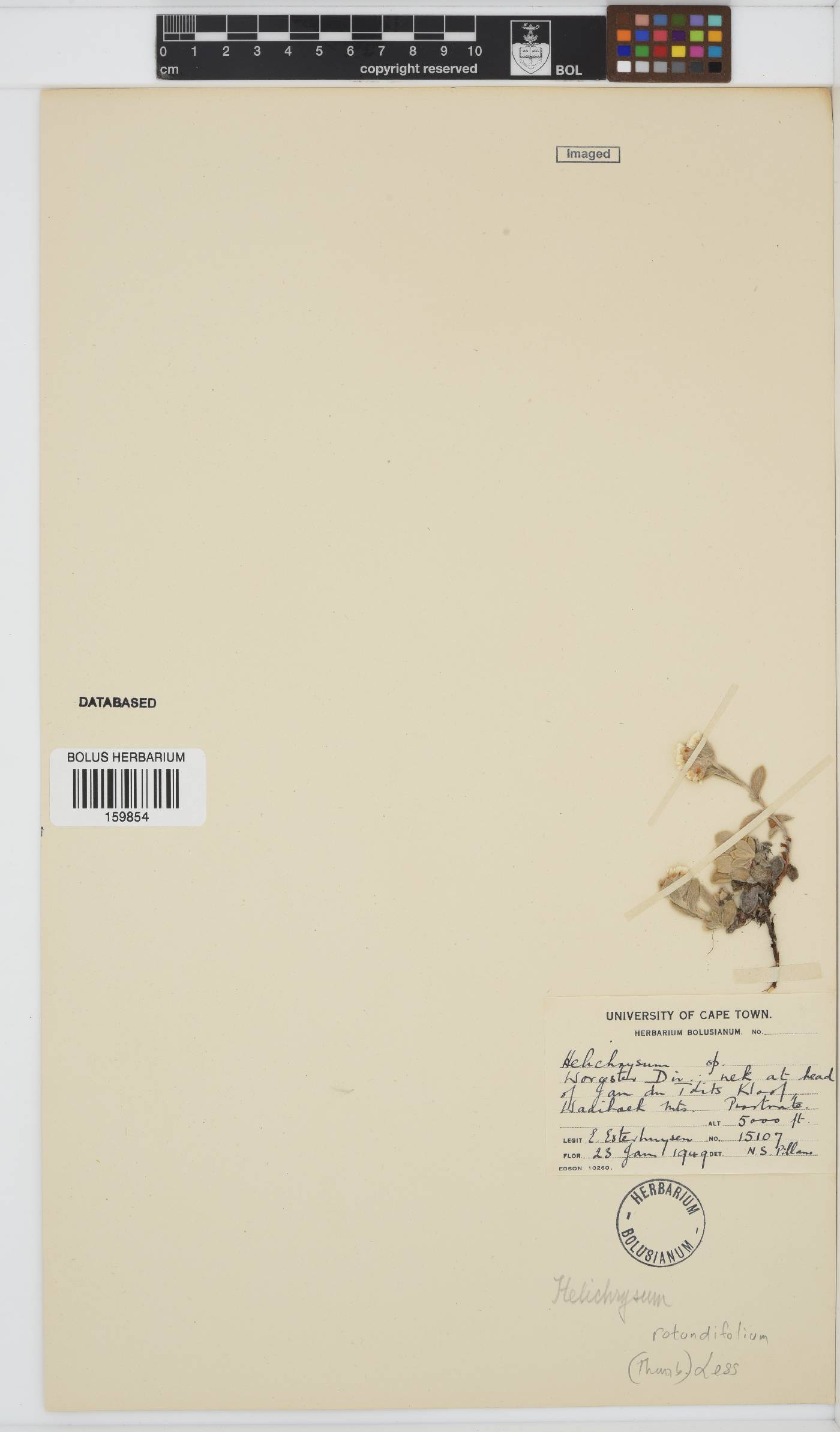 Helichrysum rotundifolium image