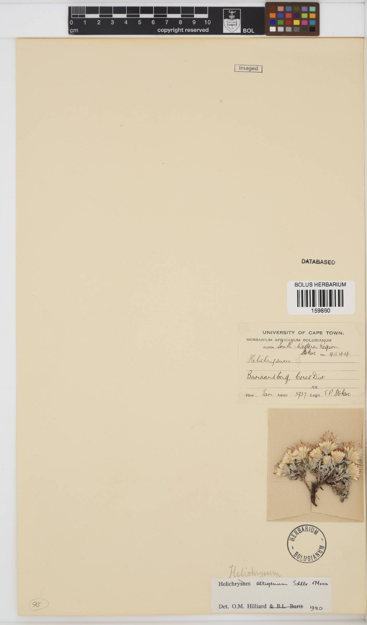 Helichrysum altigenum image