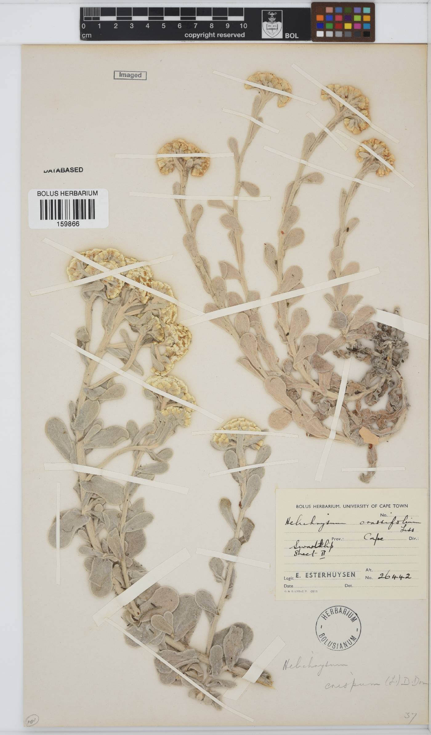 Helichrysum crispum image