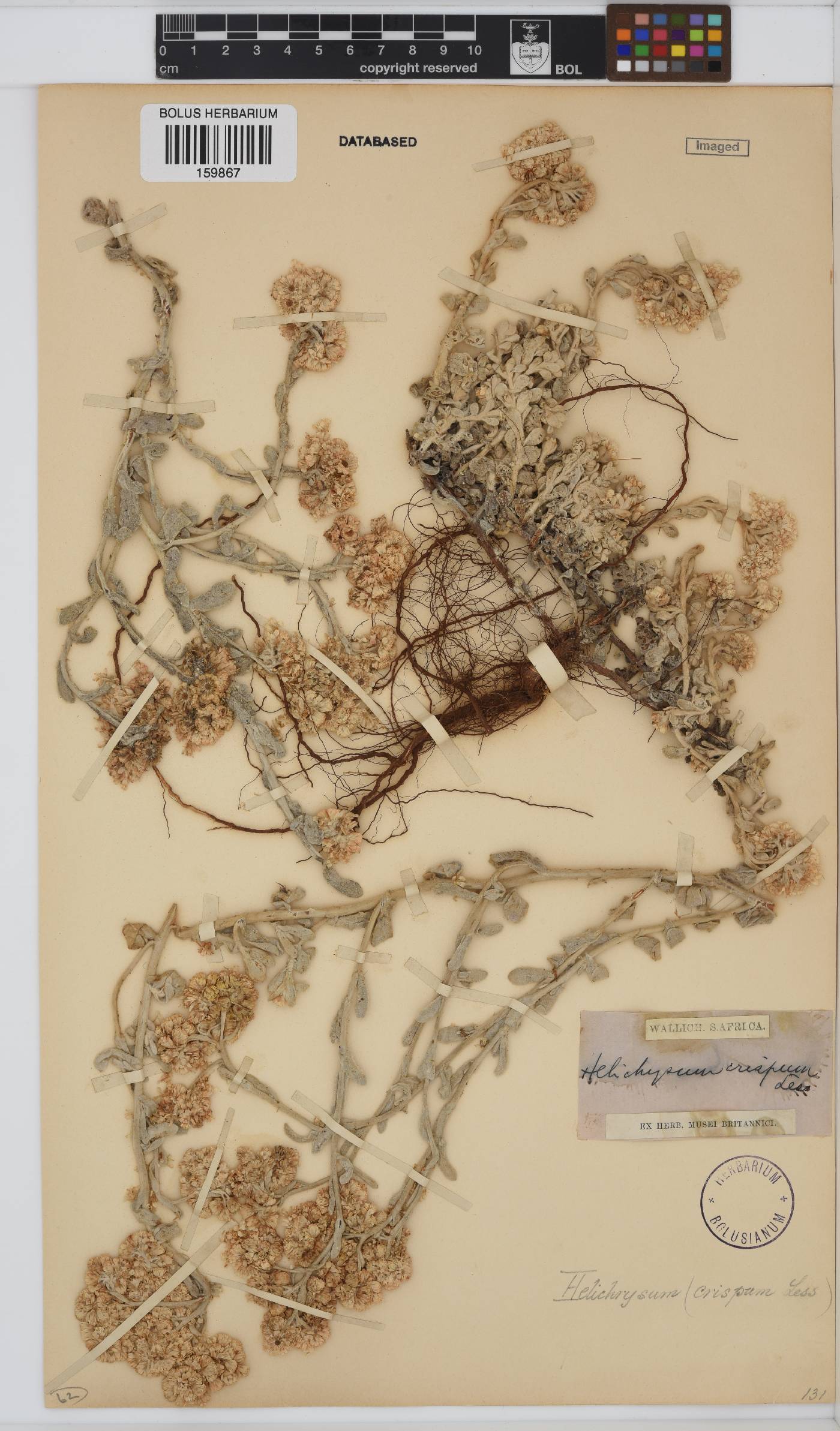 Helichrysum crispum image