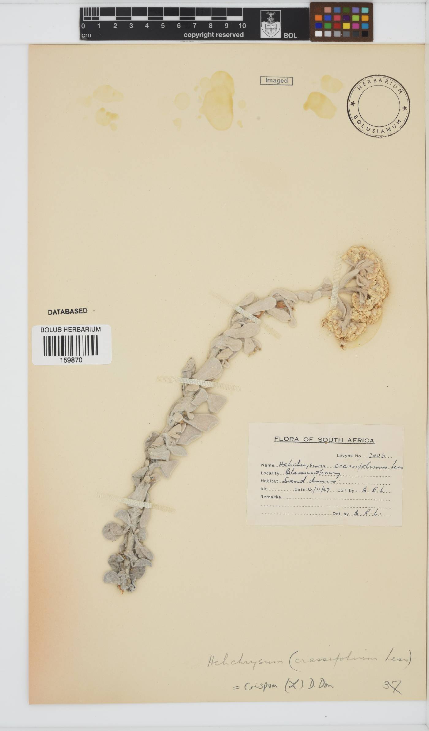 Helichrysum crispum image