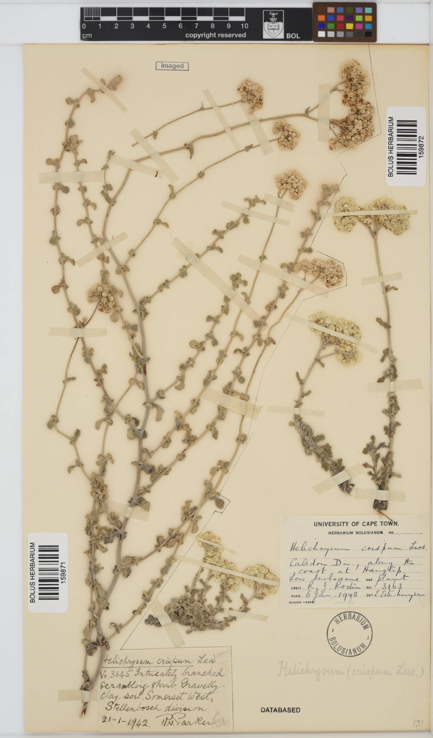 Helichrysum crispum image