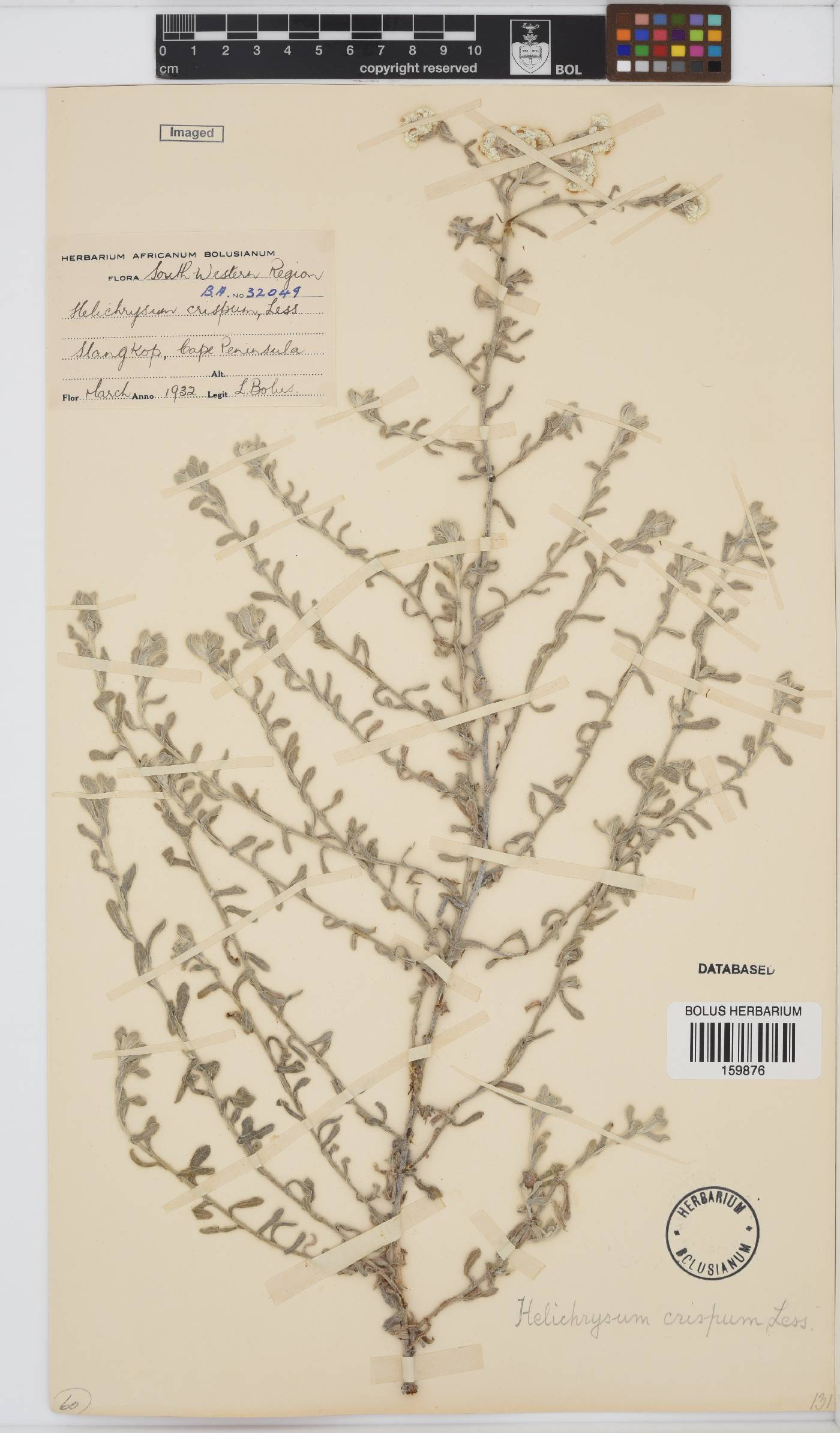 Helichrysum crispum image