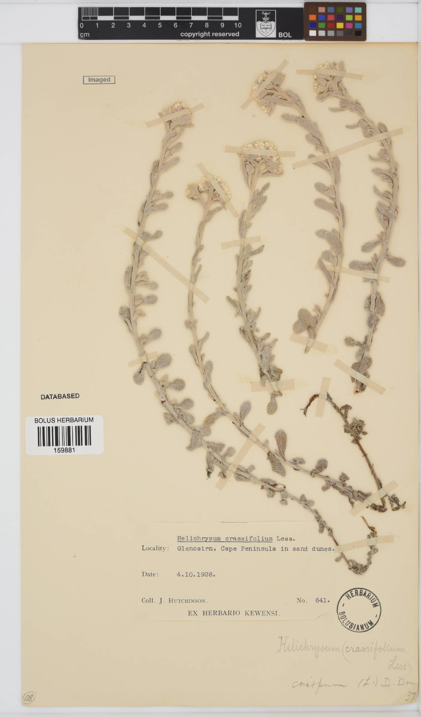 Helichrysum crispum image