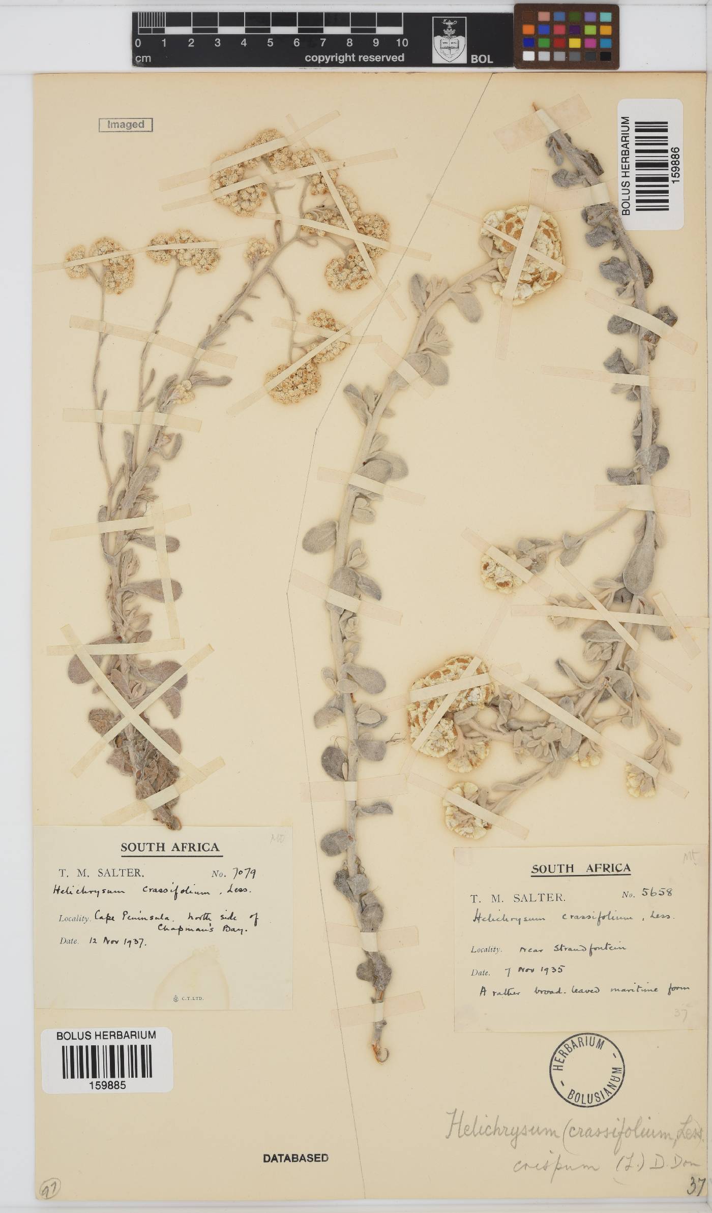 Helichrysum crispum image