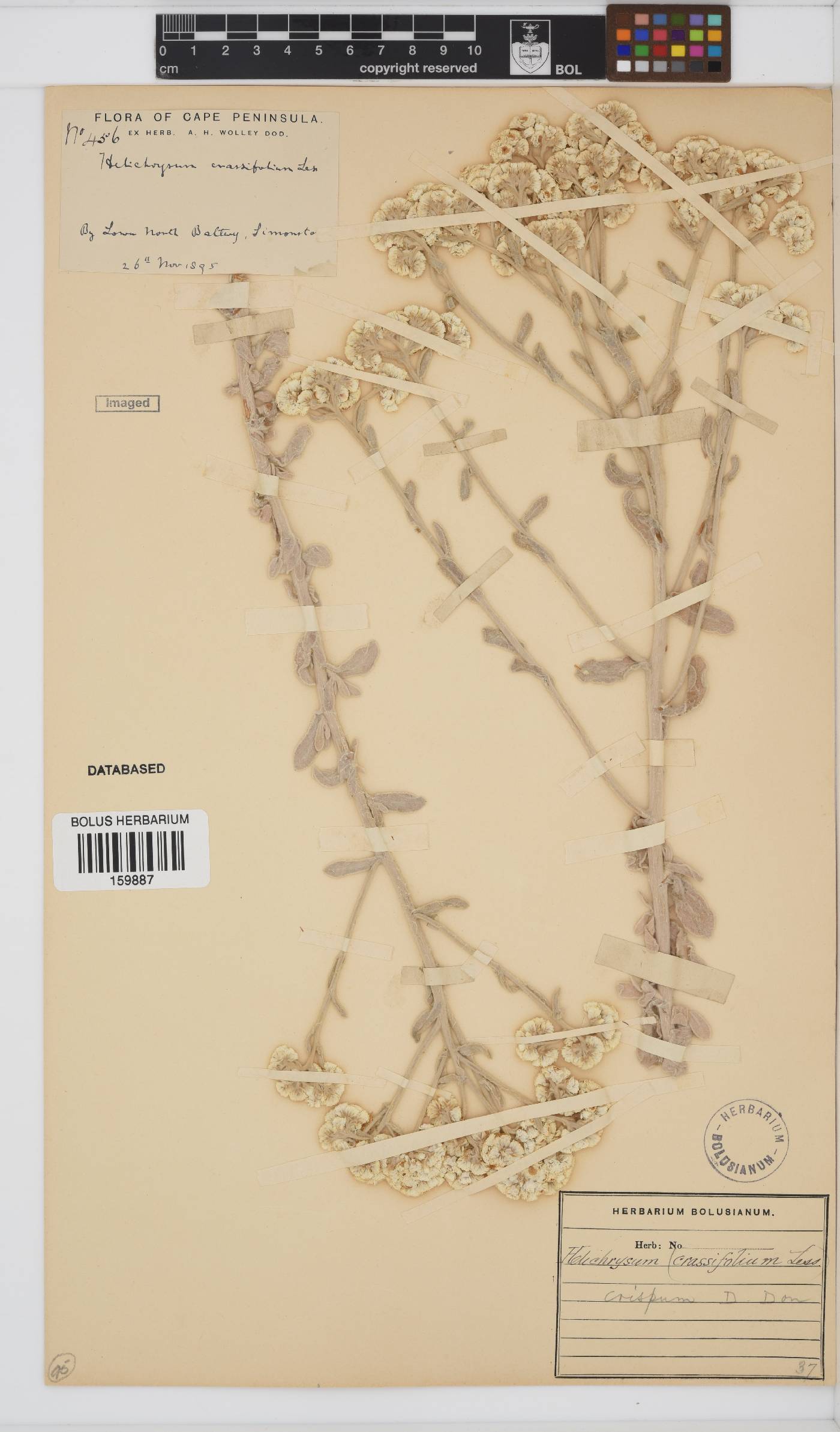 Helichrysum crispum image