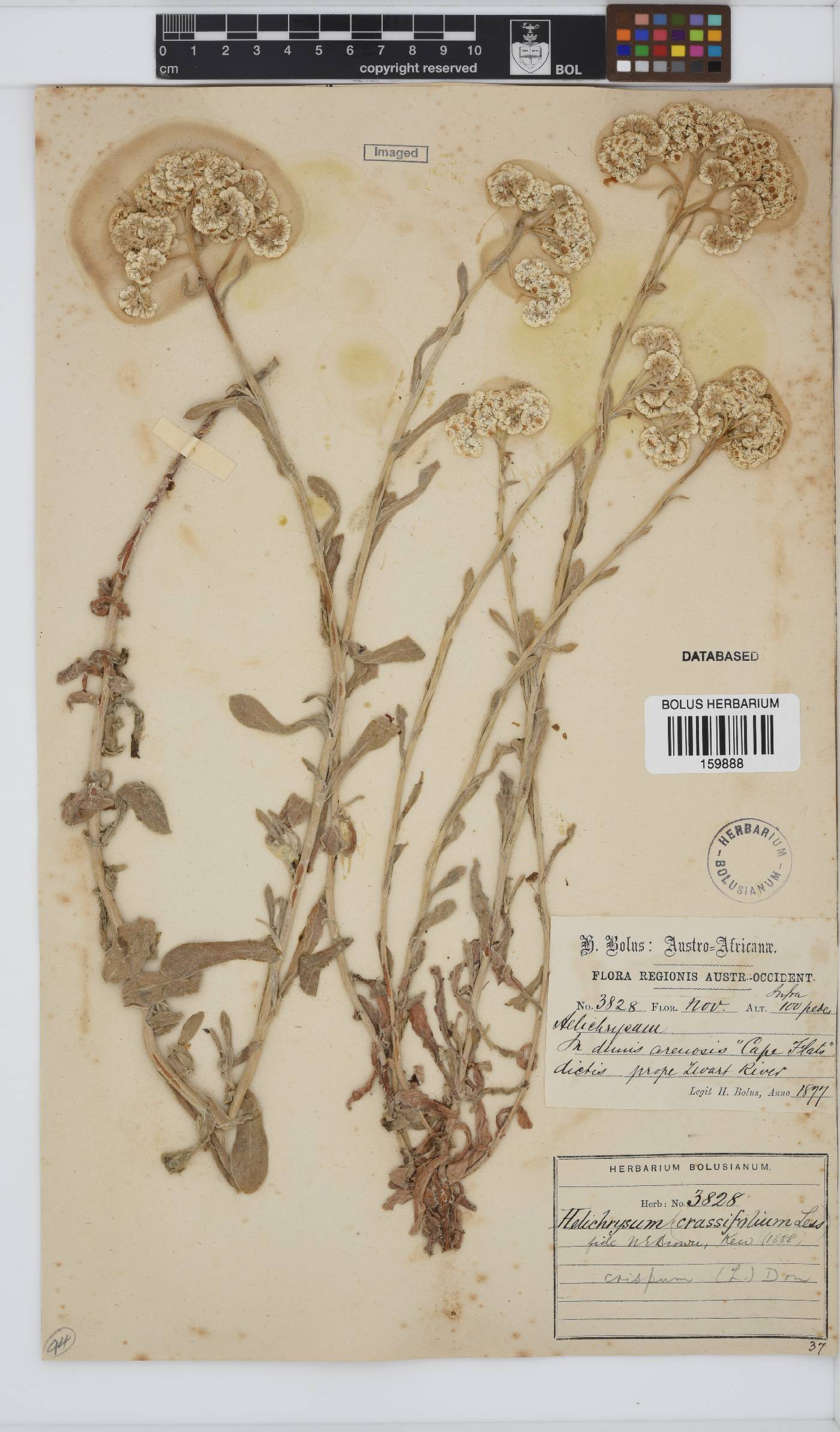 Helichrysum crispum image