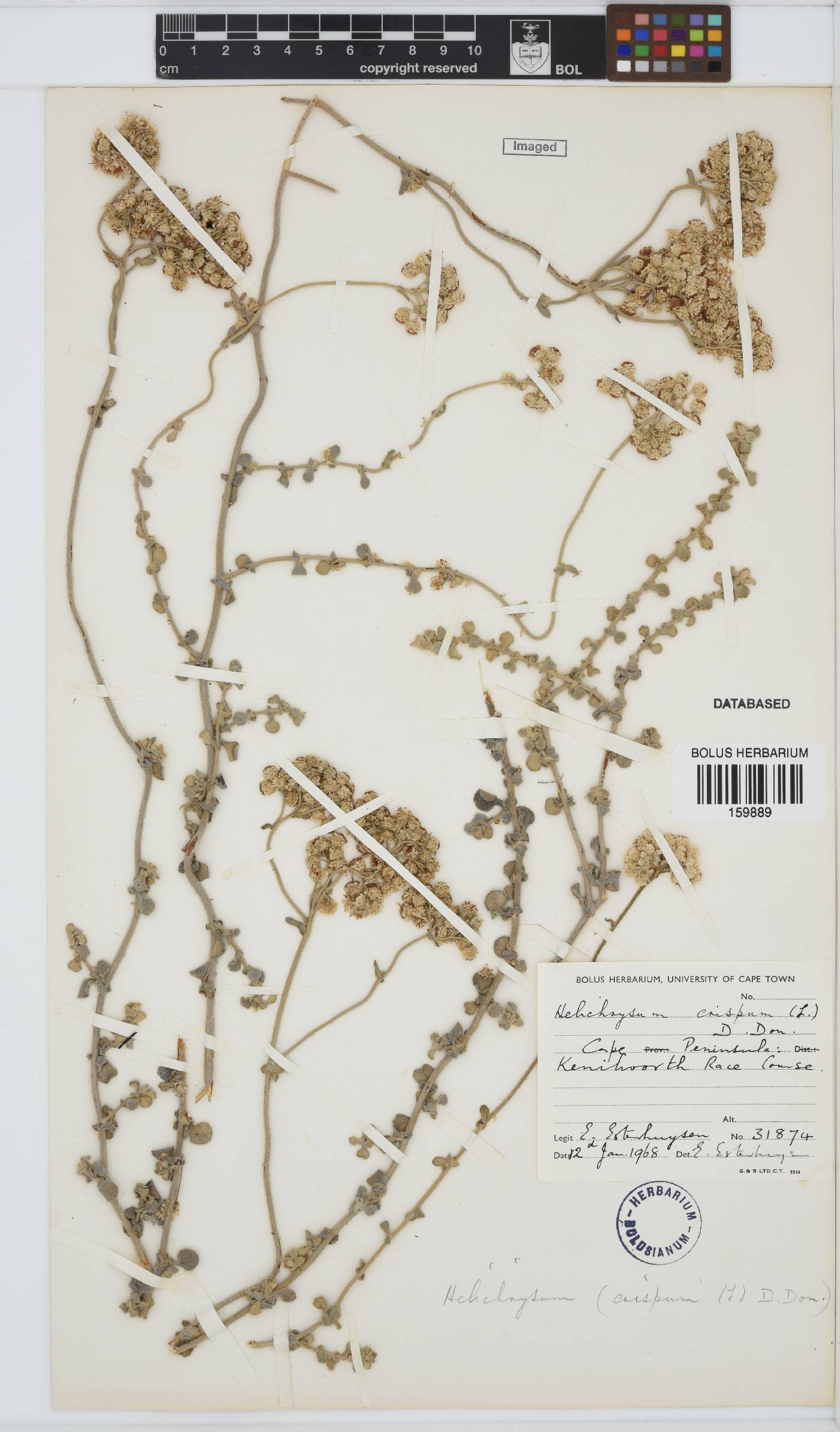 Helichrysum crispum image