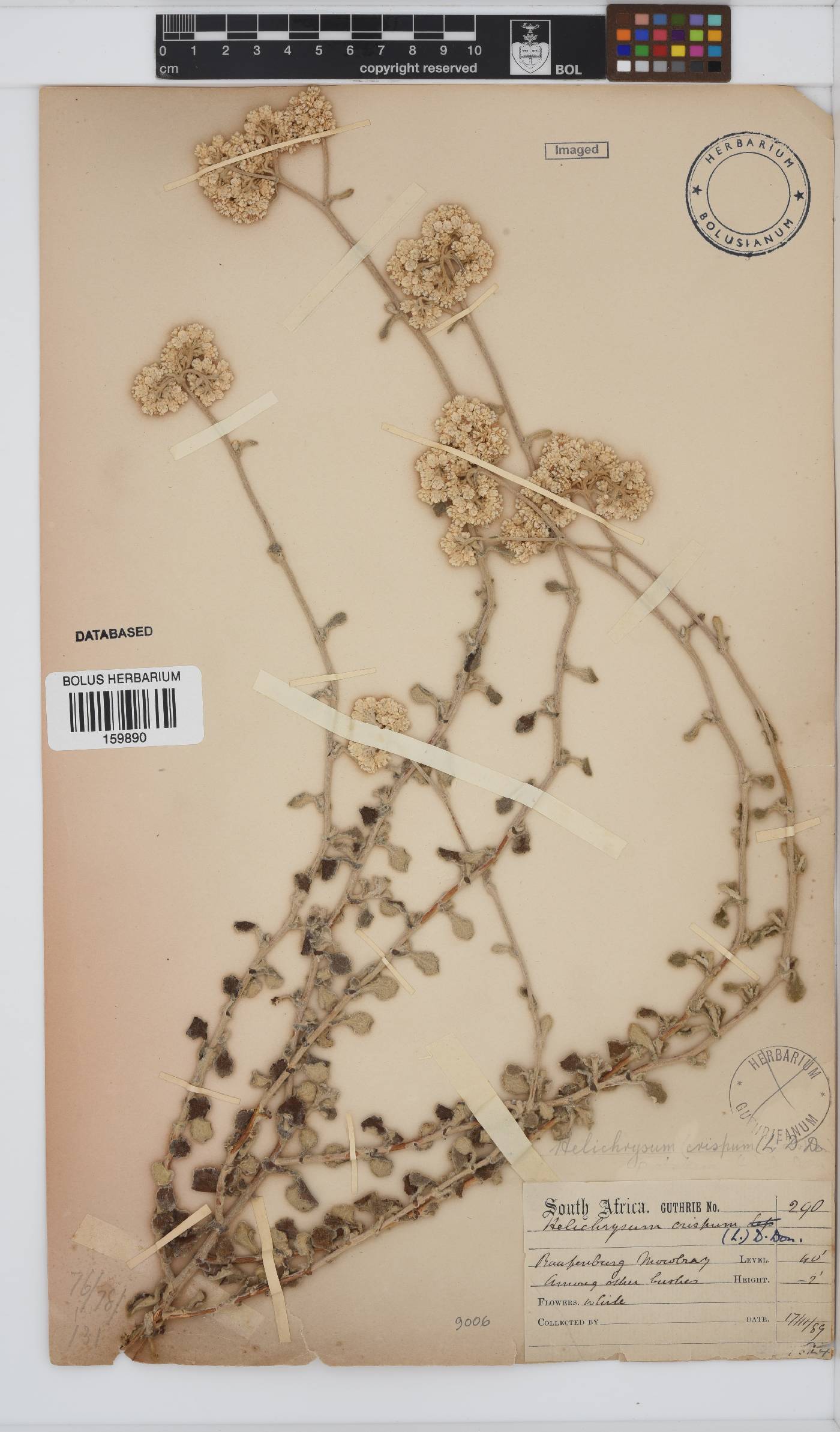 Helichrysum crispum image
