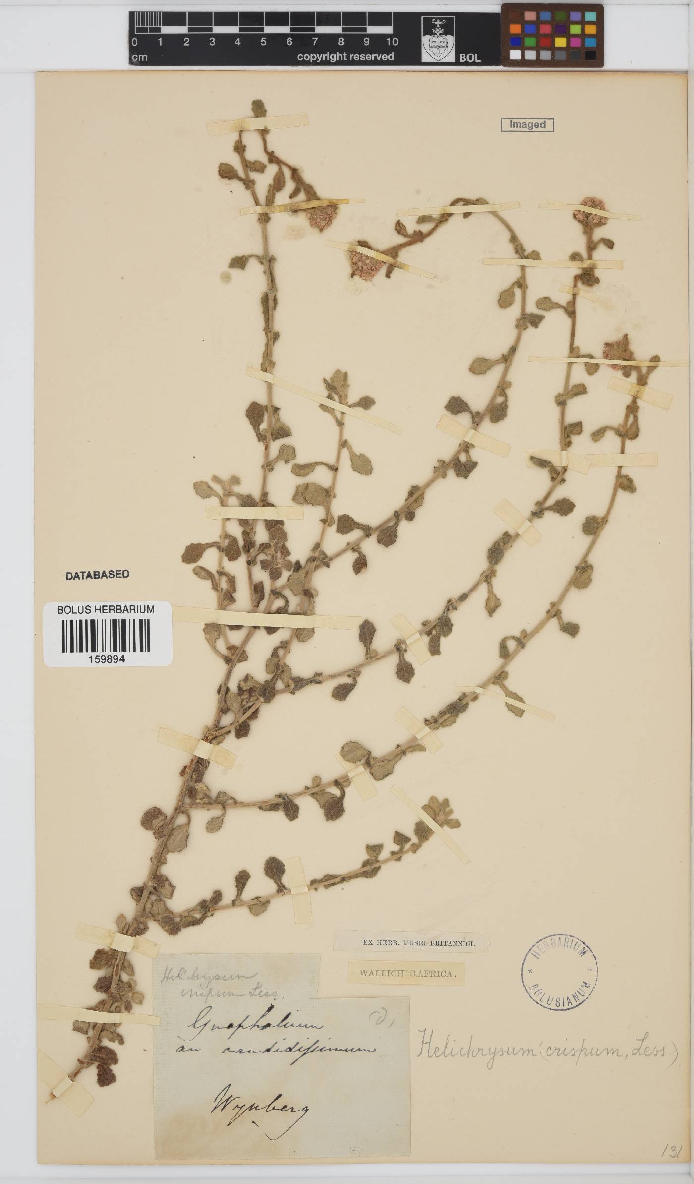 Helichrysum crispum image