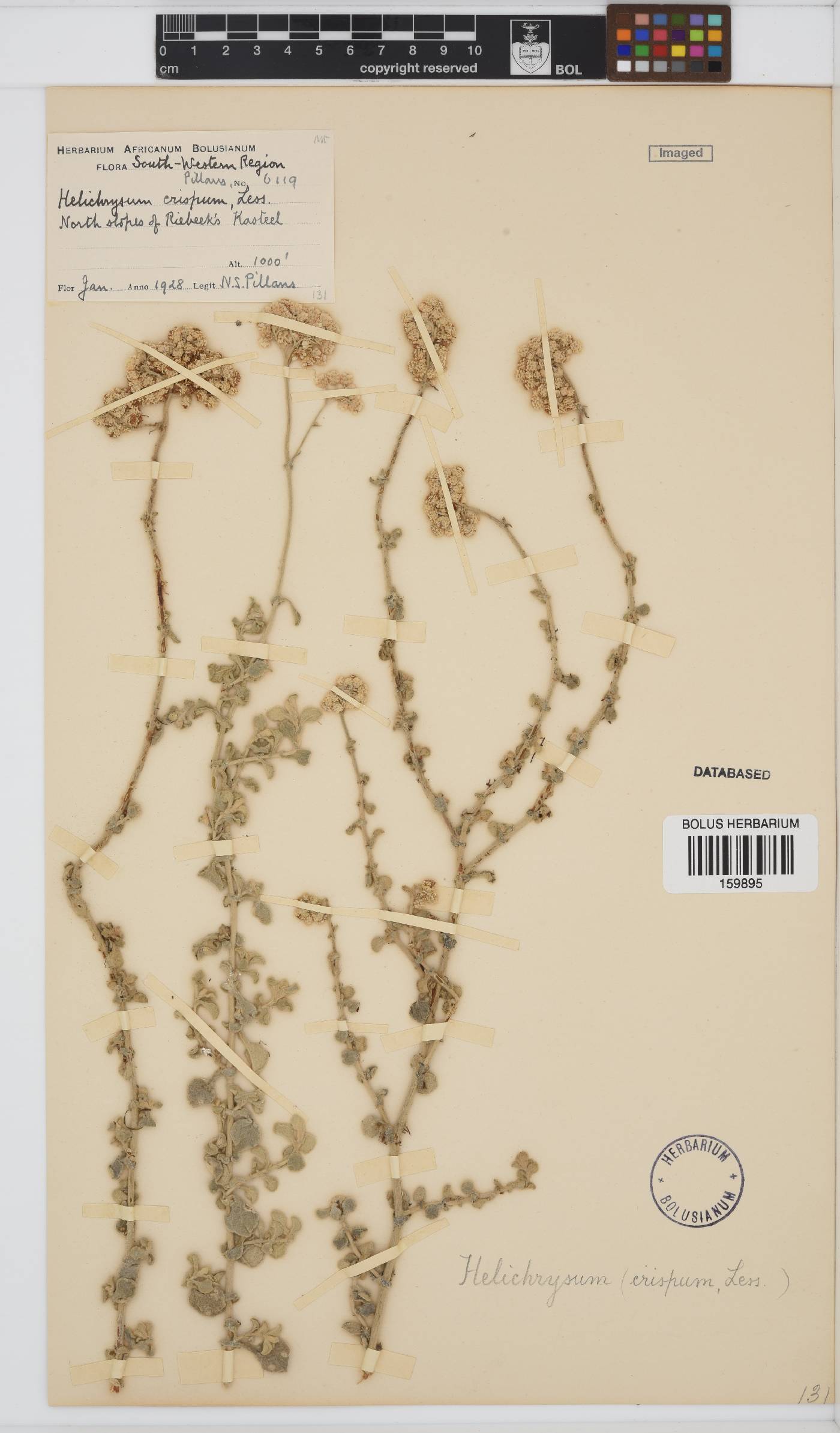 Helichrysum crispum image