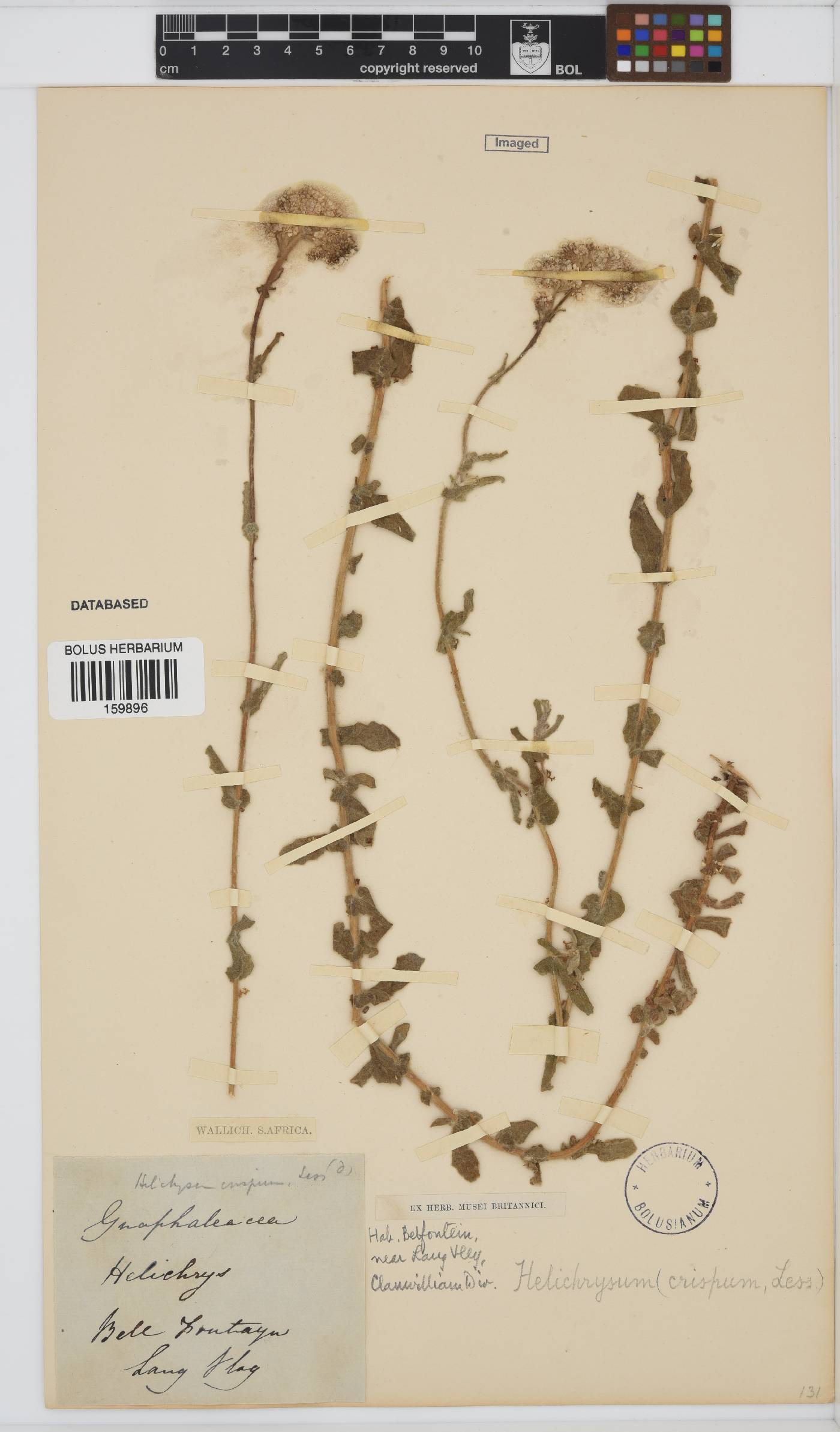 Helichrysum crispum image