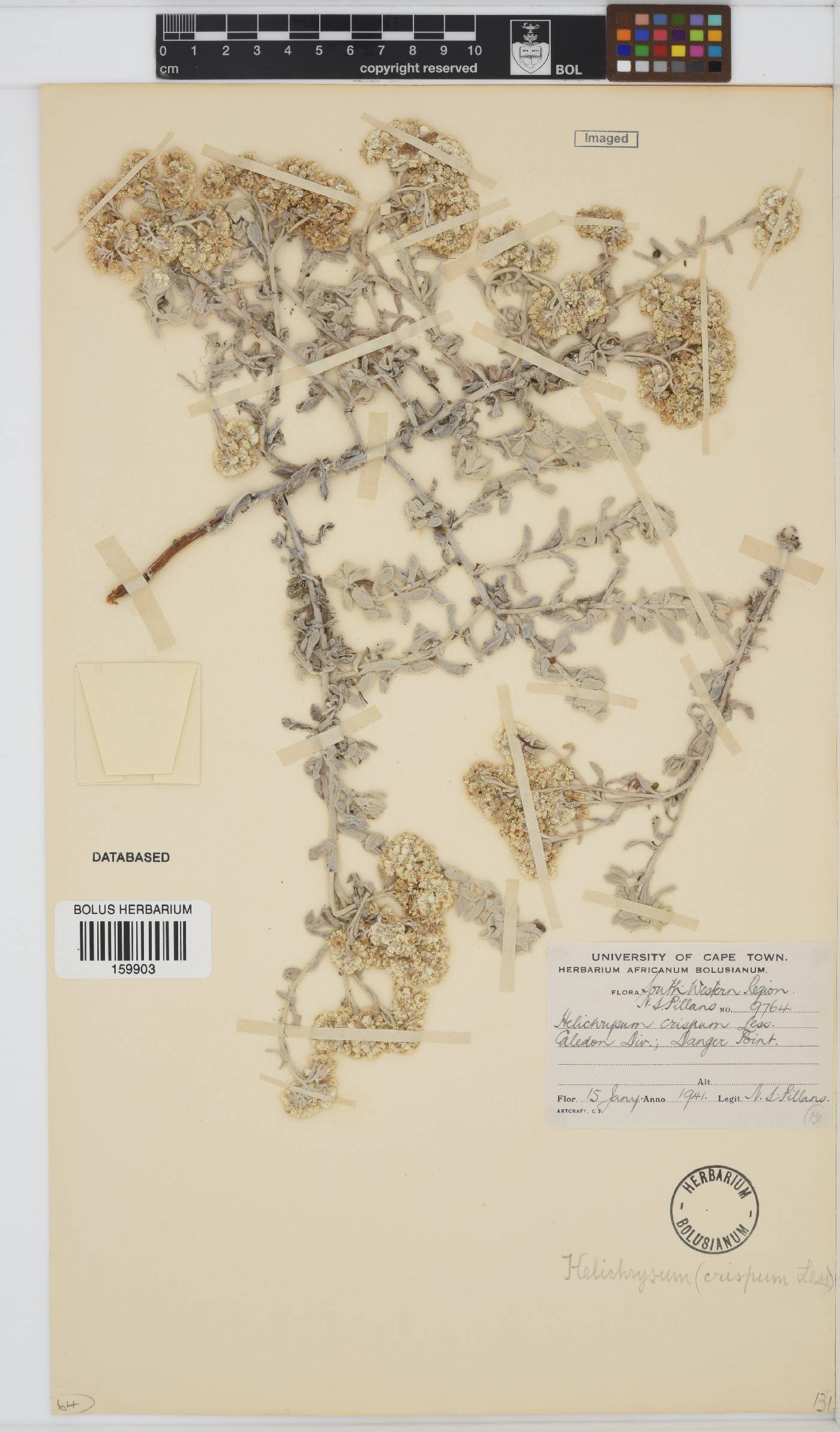 Helichrysum crispum image