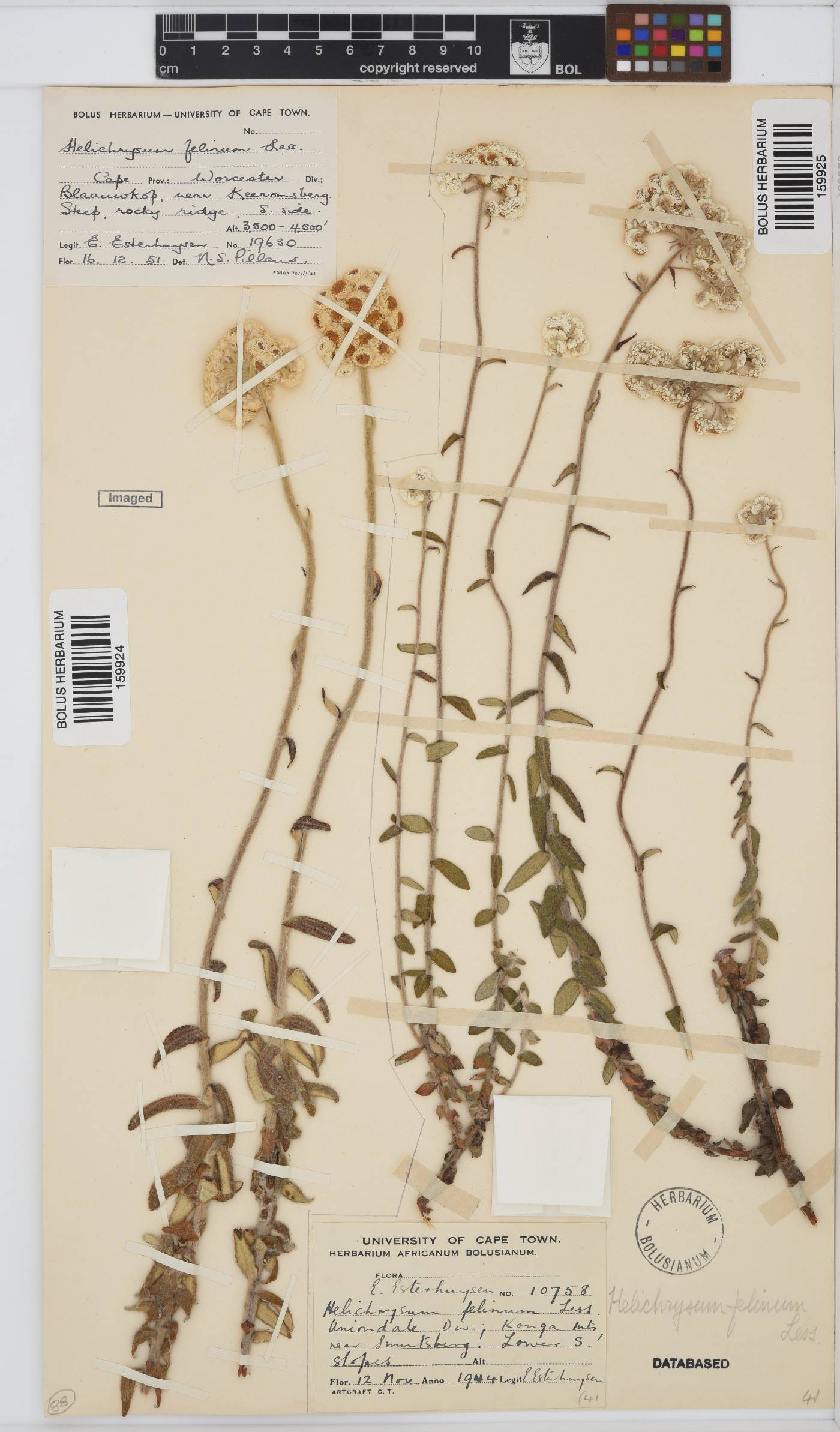 Helichrysum felinum image