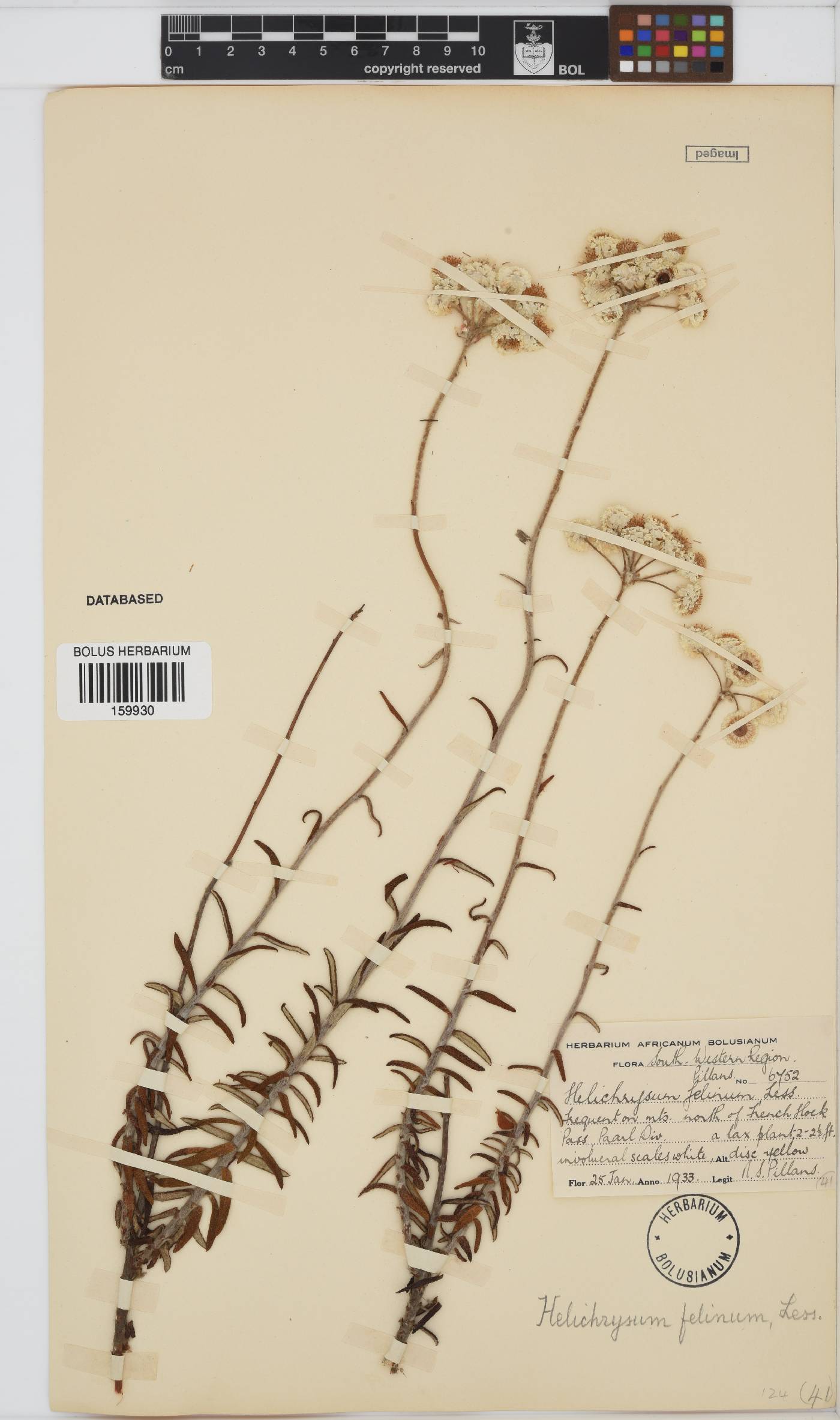 Helichrysum felinum image
