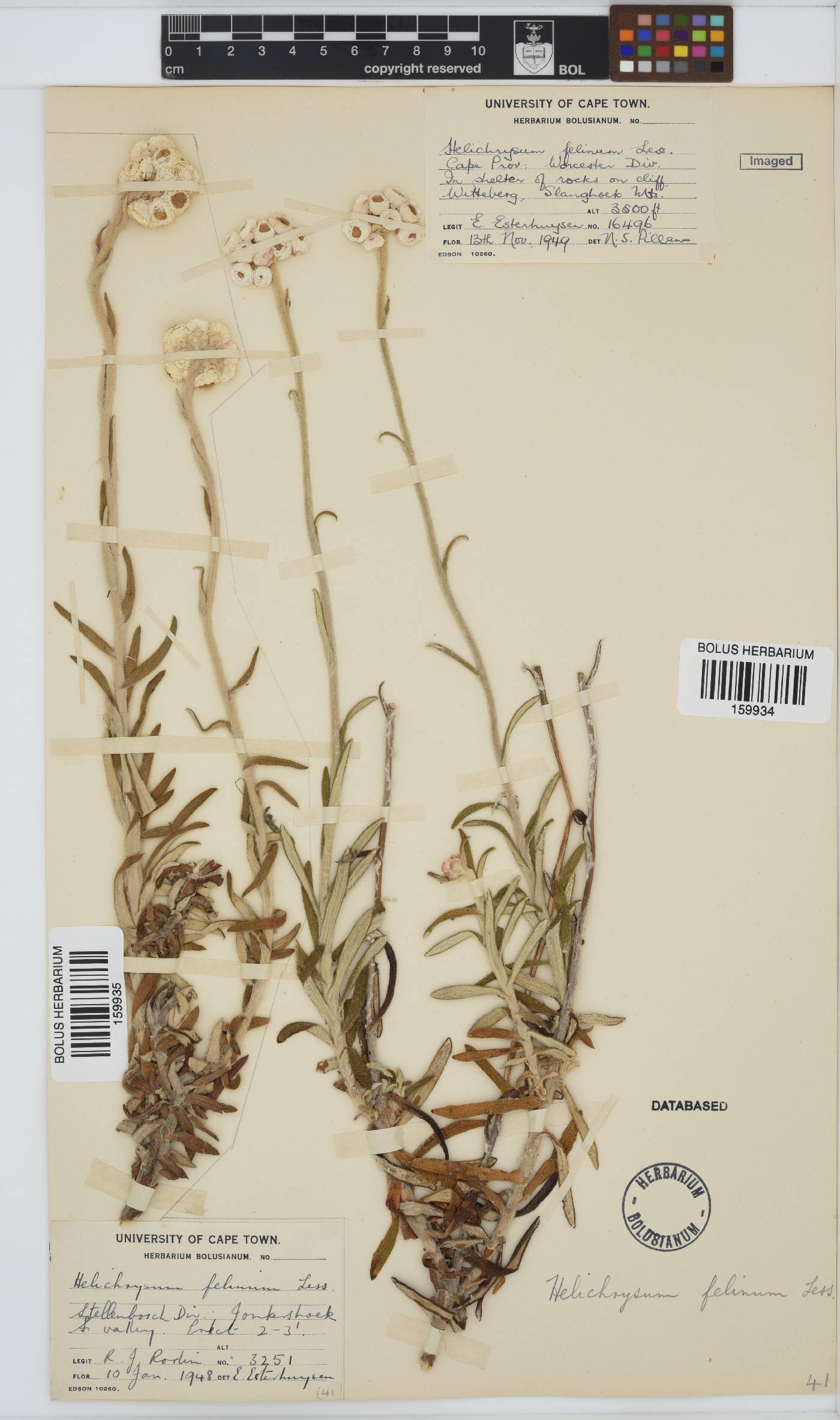 Helichrysum felinum image