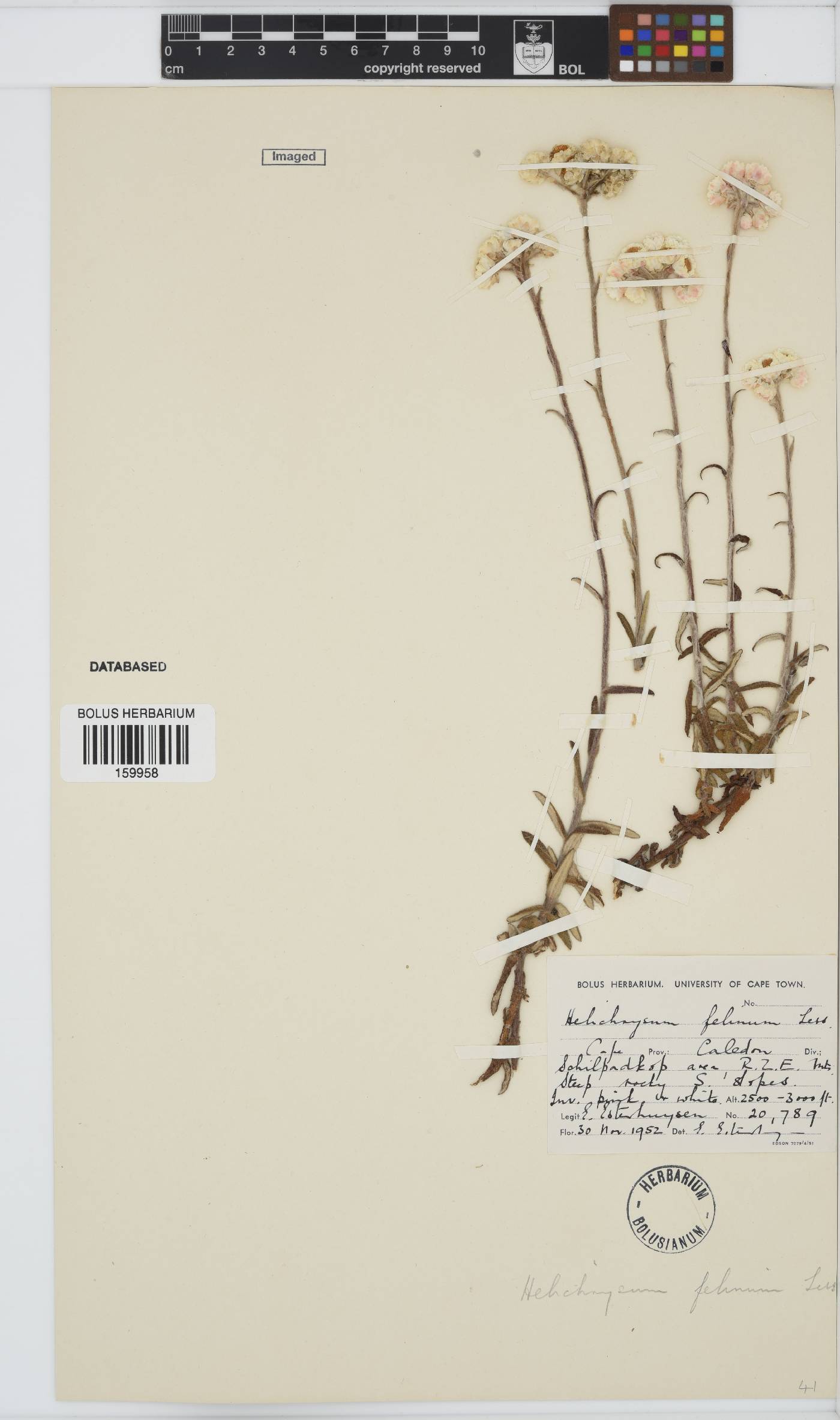 Helichrysum felinum image
