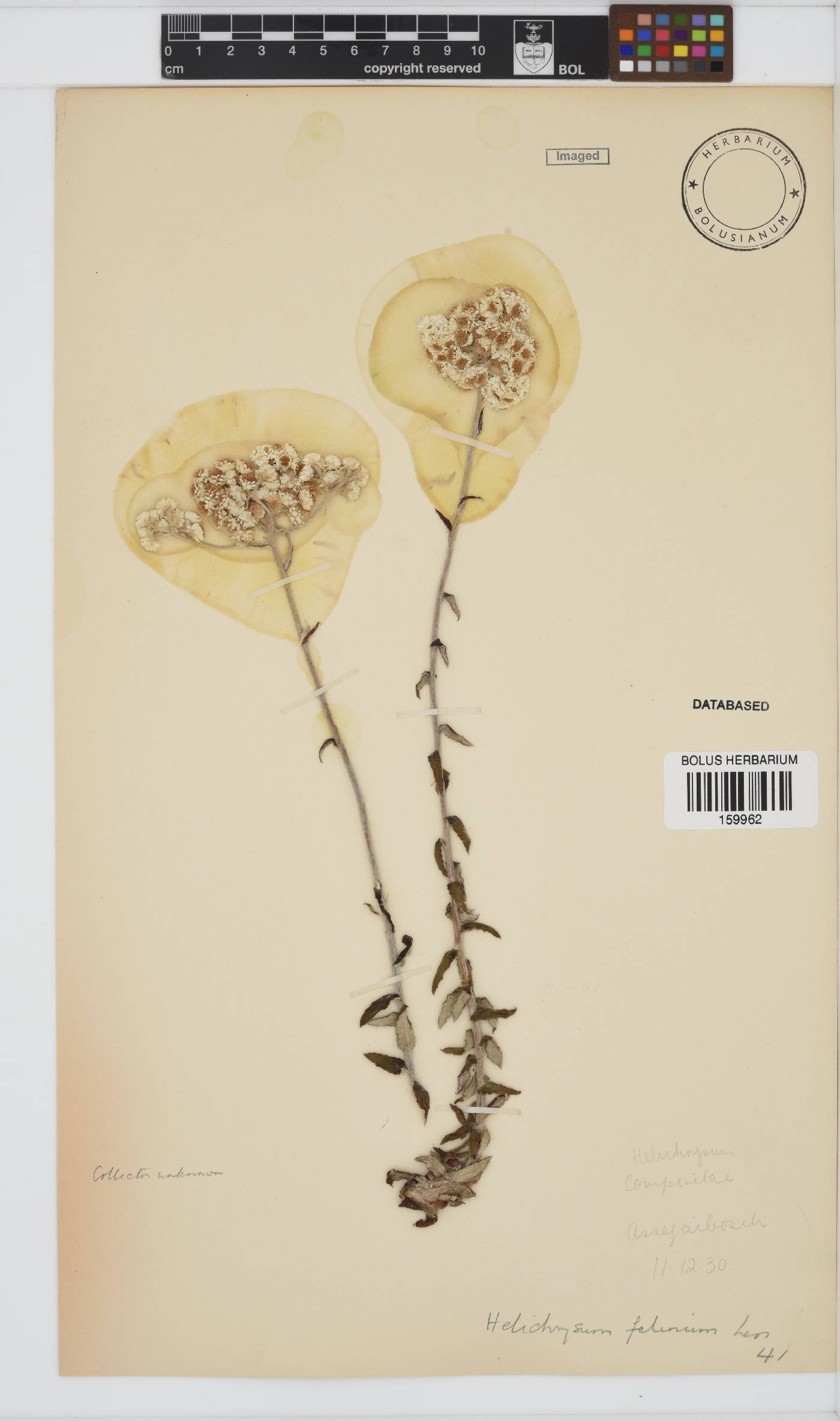 Helichrysum felinum image
