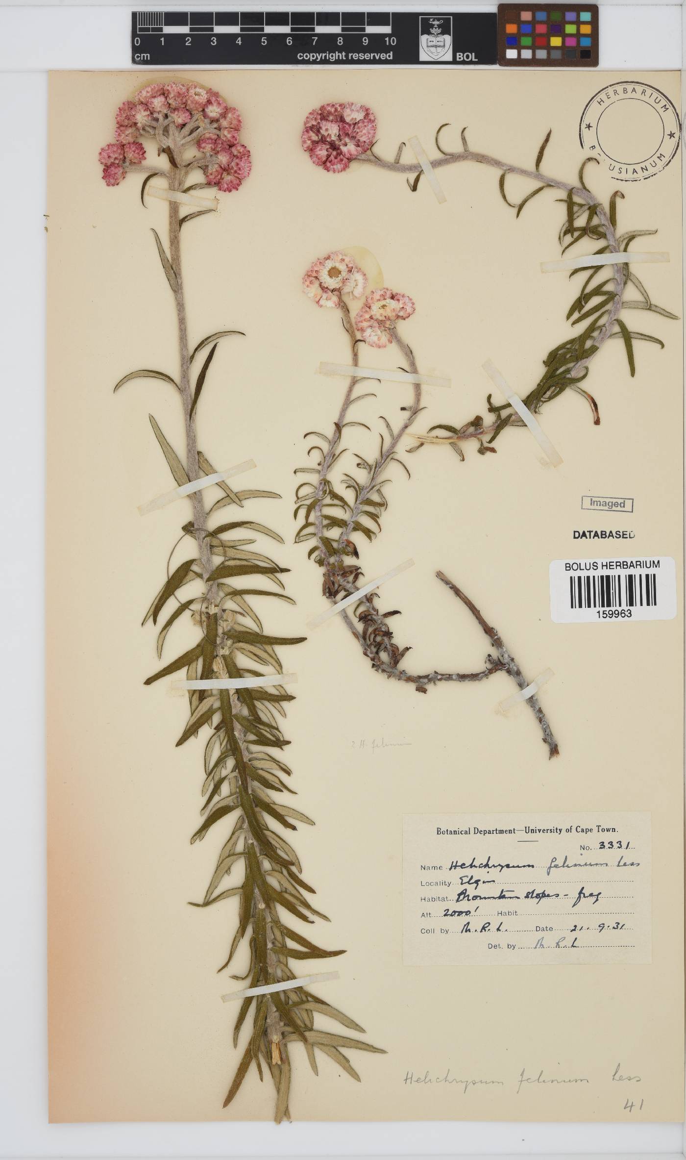 Helichrysum felinum image