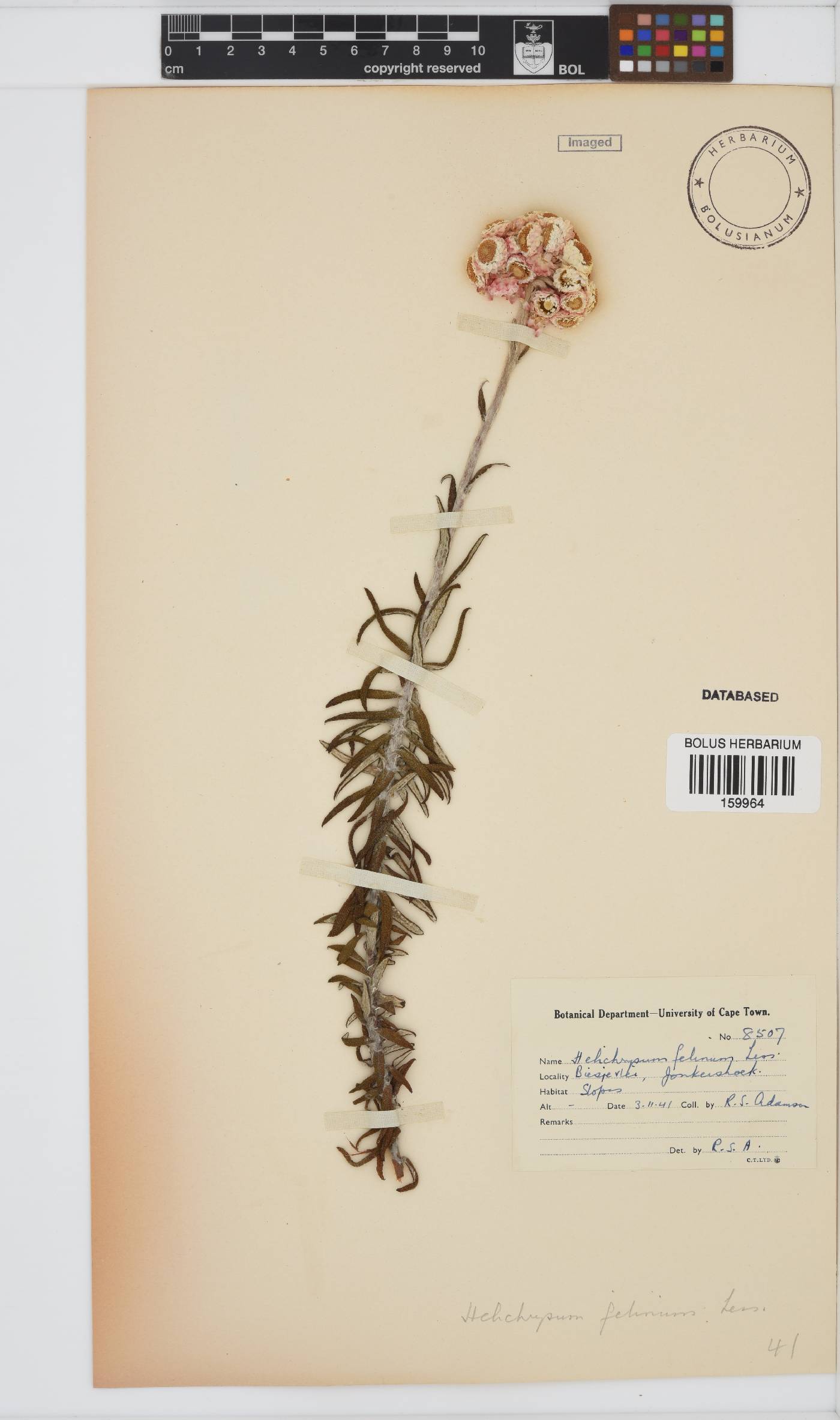 Helichrysum felinum image