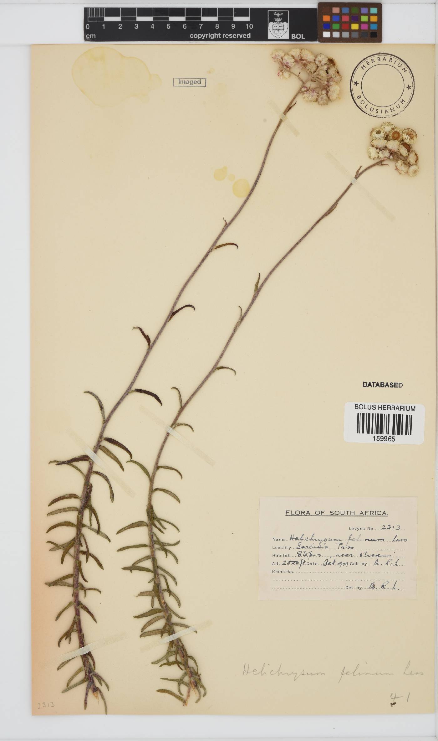 Helichrysum felinum image