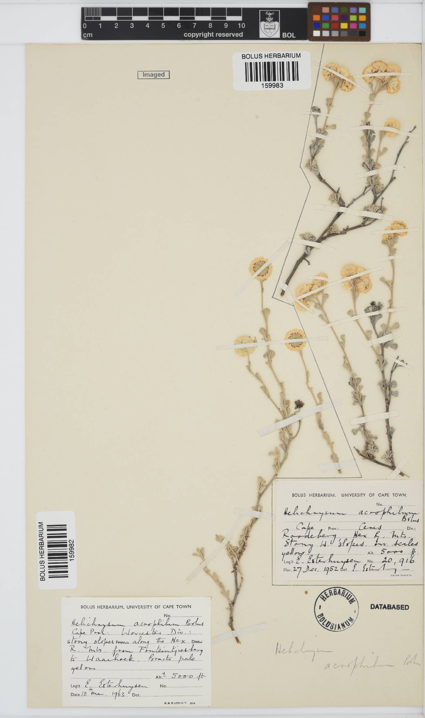 Helichrysum acrophilum image