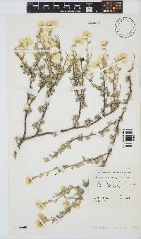 Helichrysum acrophilum image