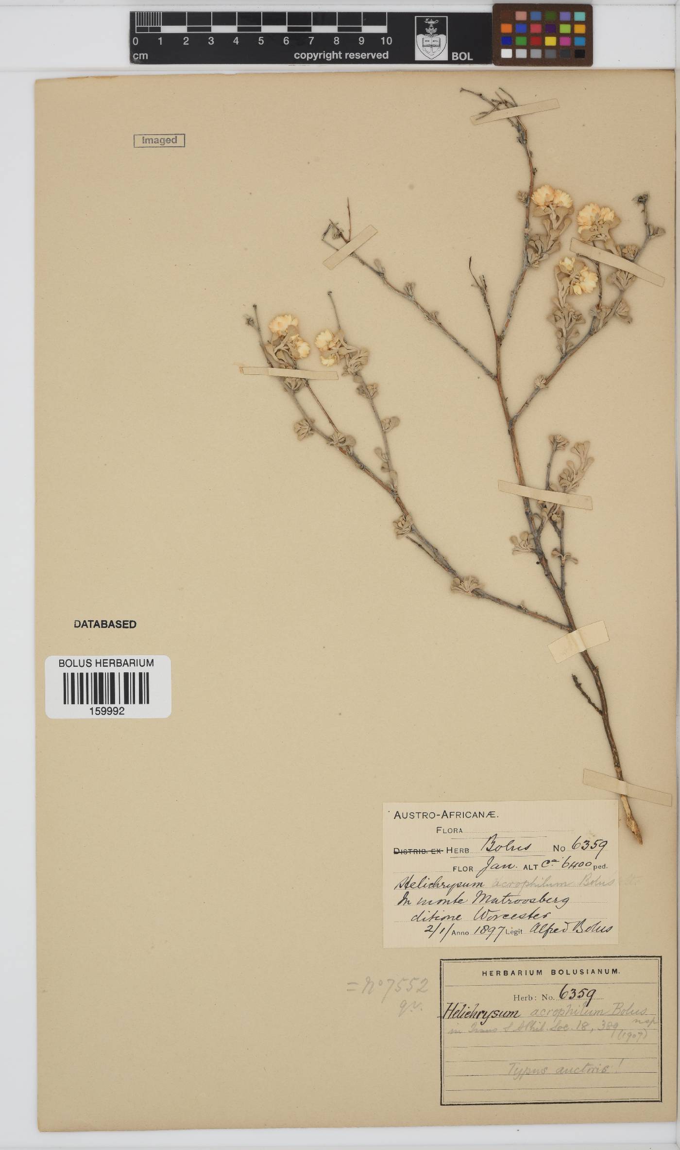 Helichrysum acrophilum image