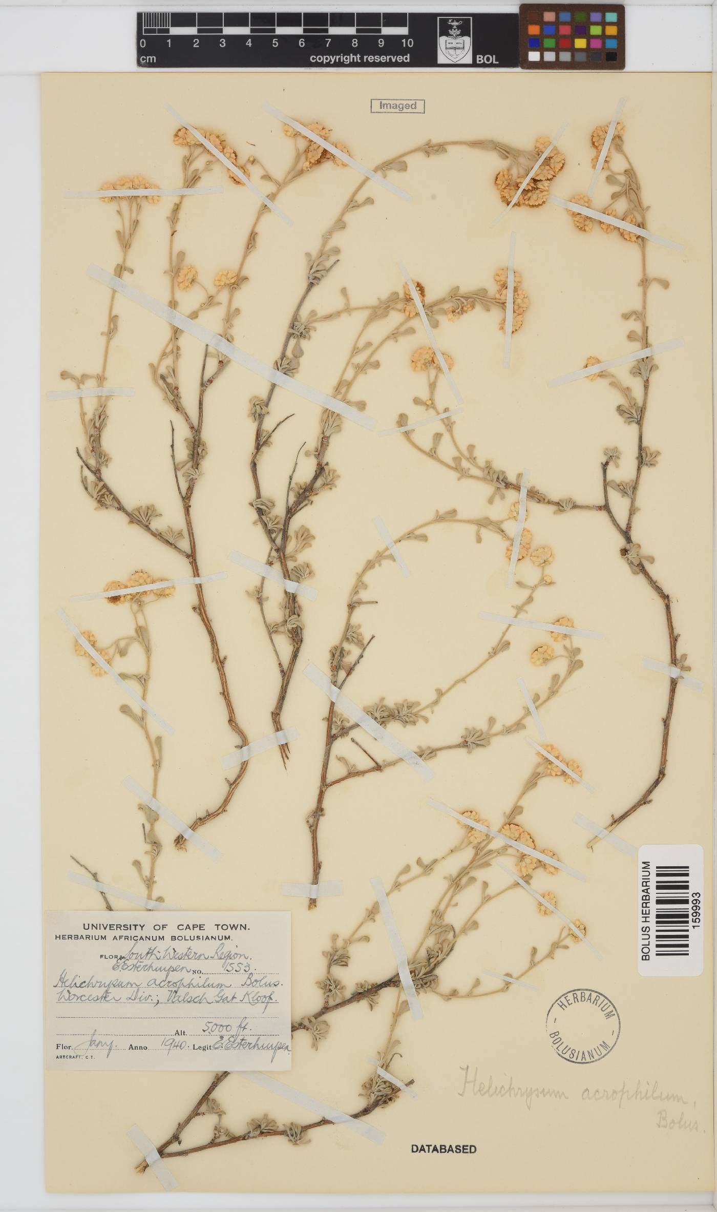Helichrysum acrophilum image