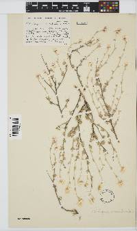 Helichrysum acrophilum image