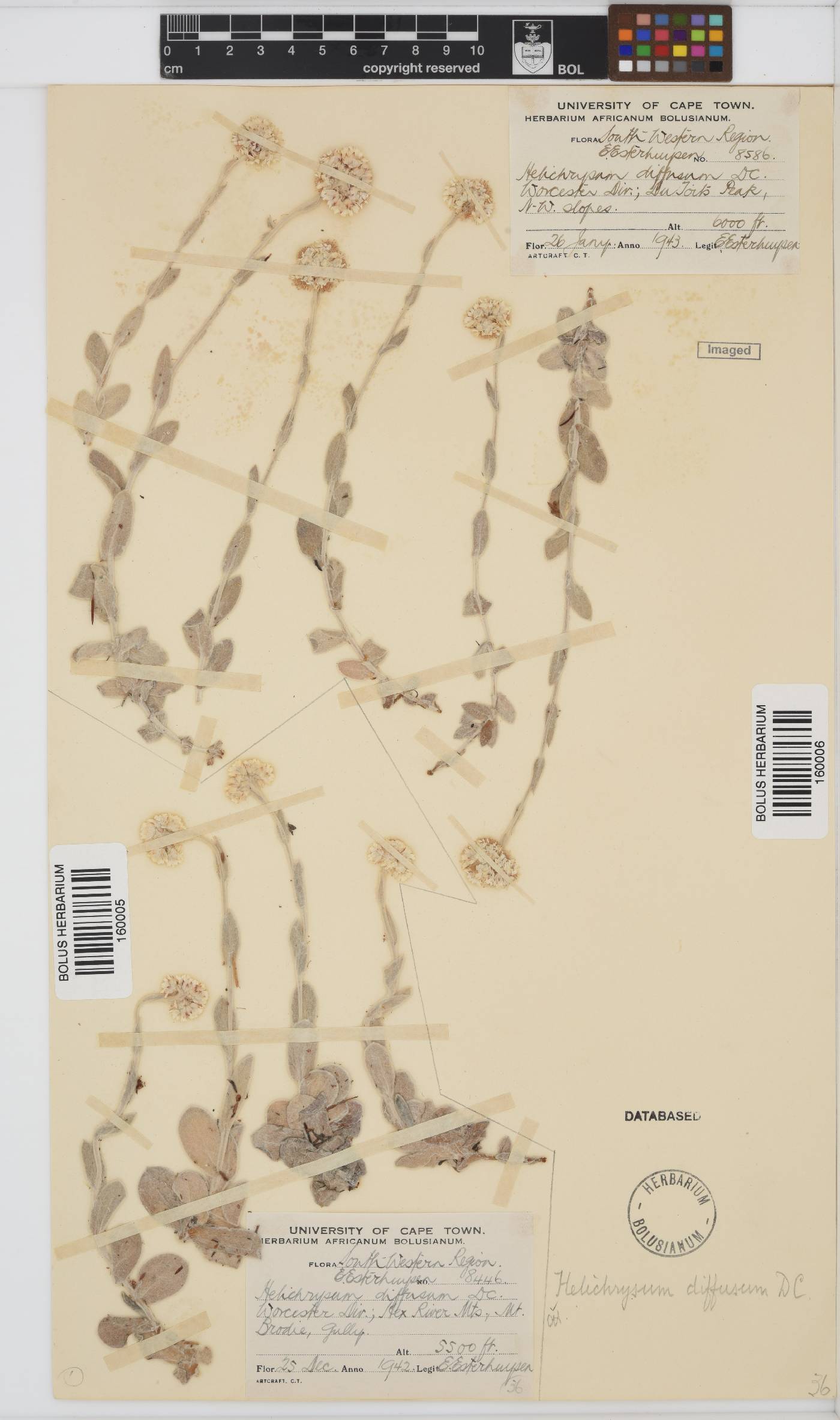 Helichrysum diffusum image