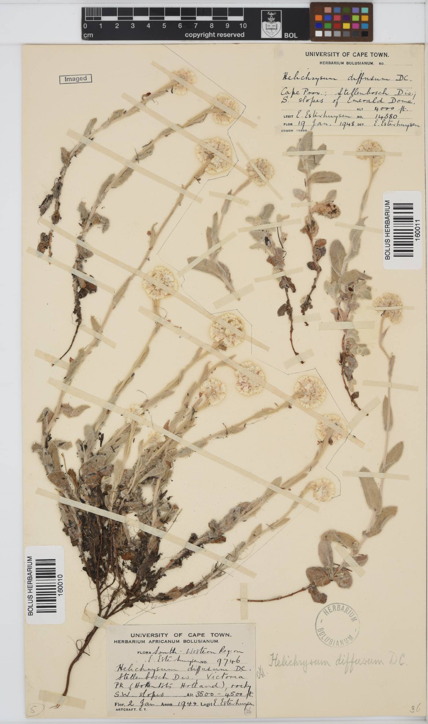 Helichrysum diffusum image