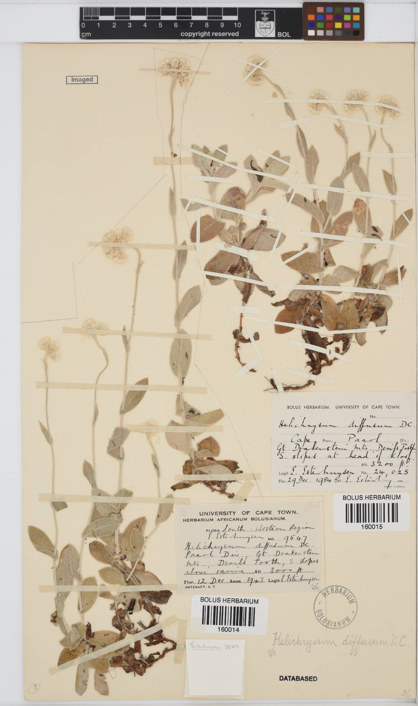 Helichrysum diffusum image