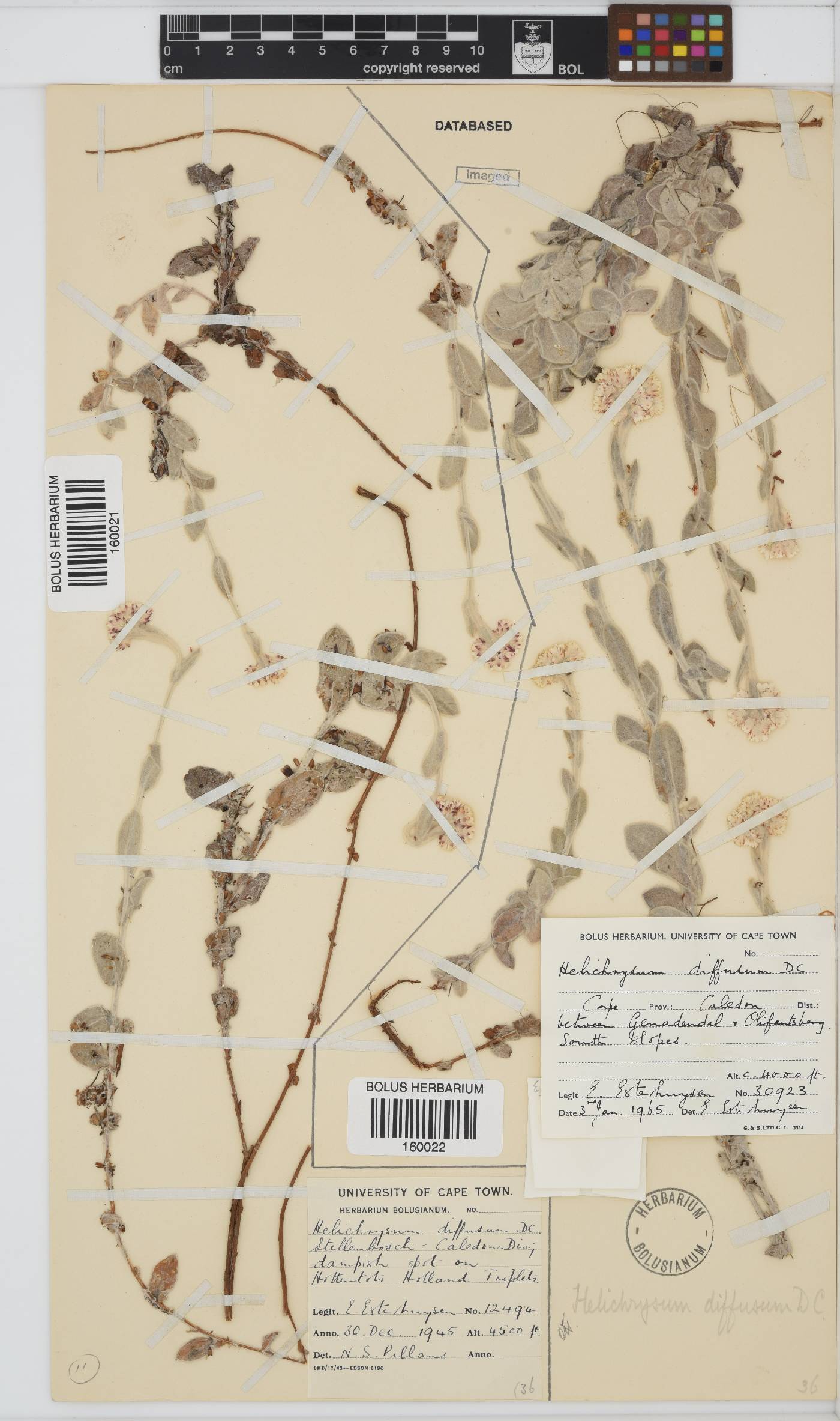 Helichrysum diffusum image