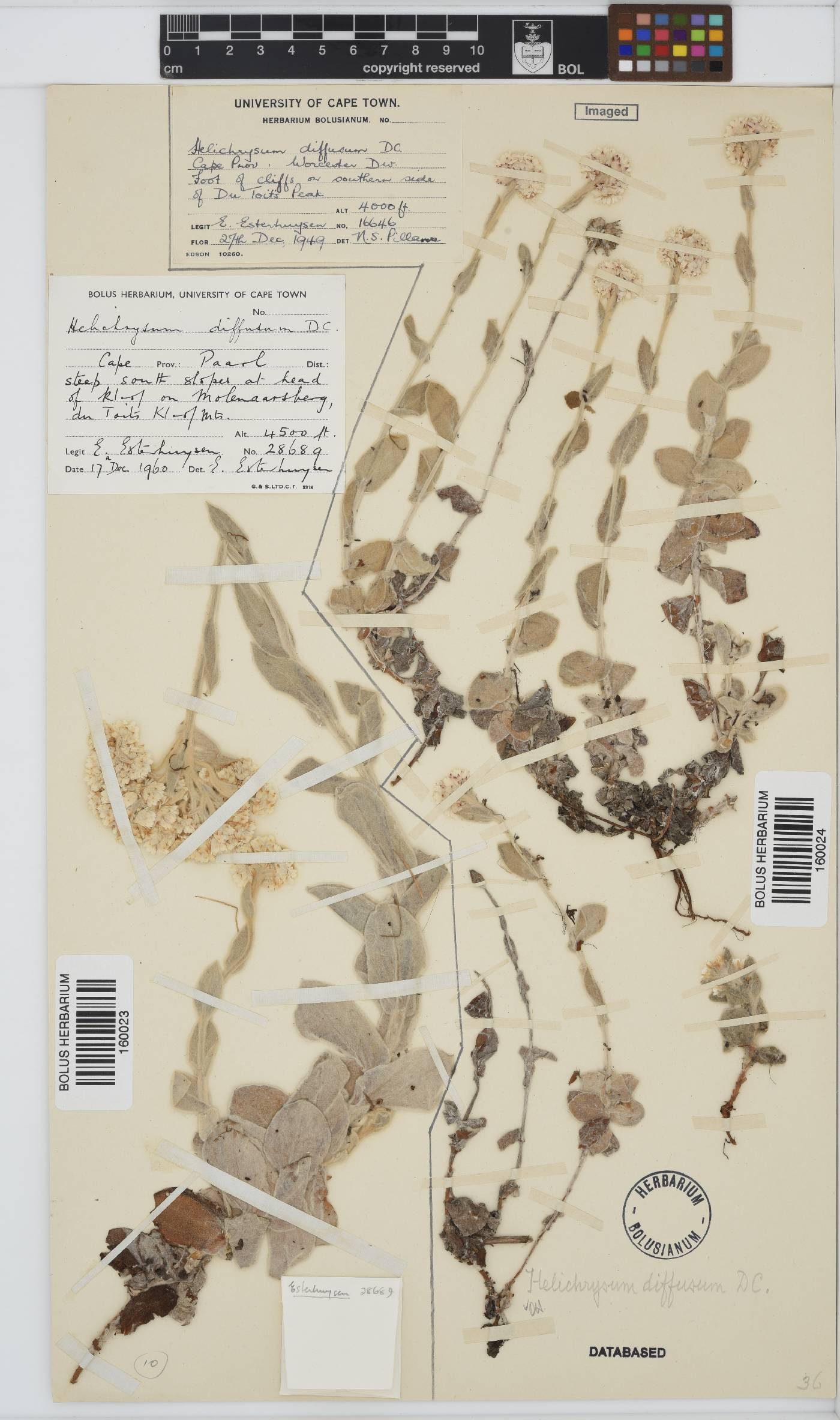 Helichrysum diffusum image