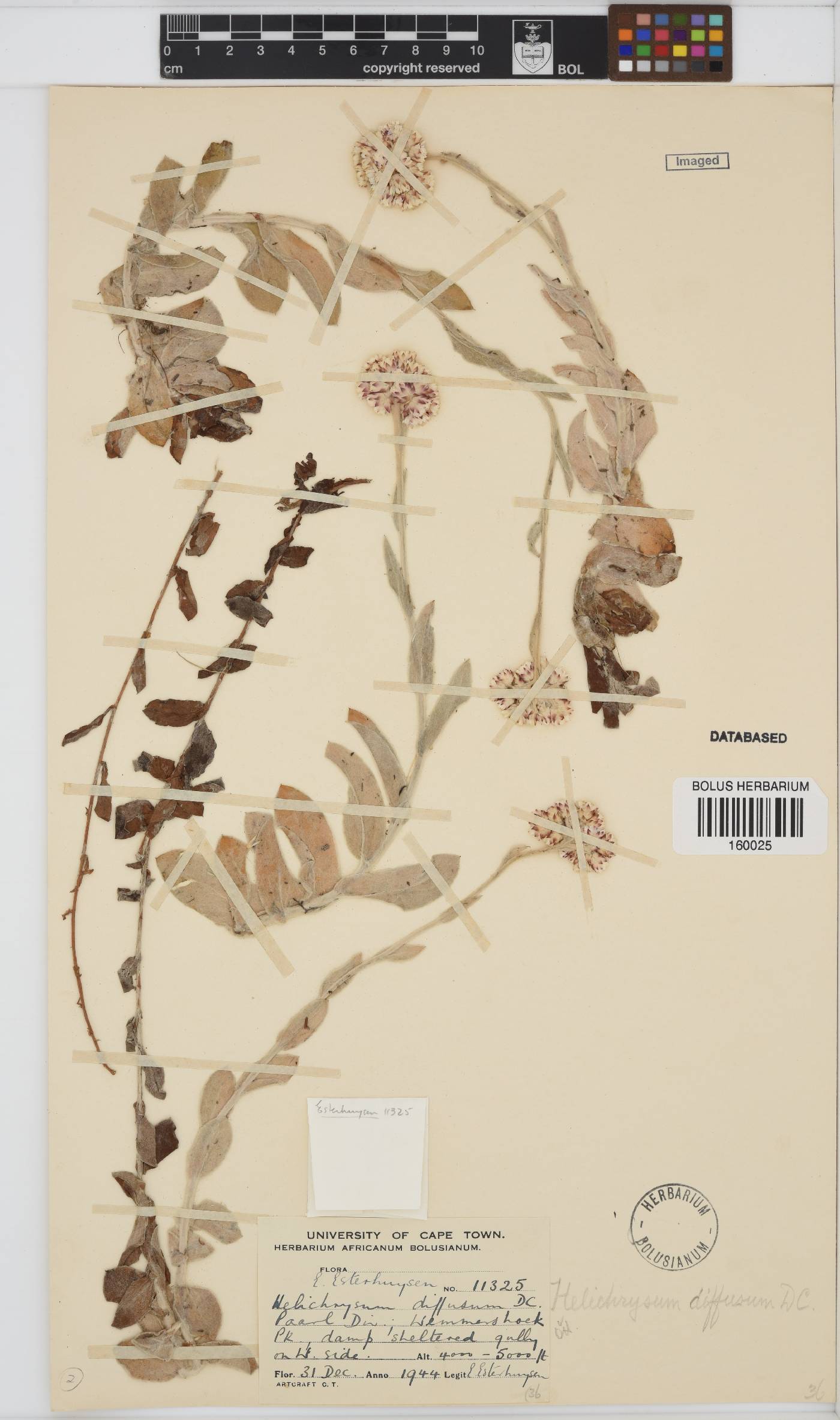 Helichrysum diffusum image