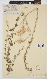 Helichrysum pandurifolium image