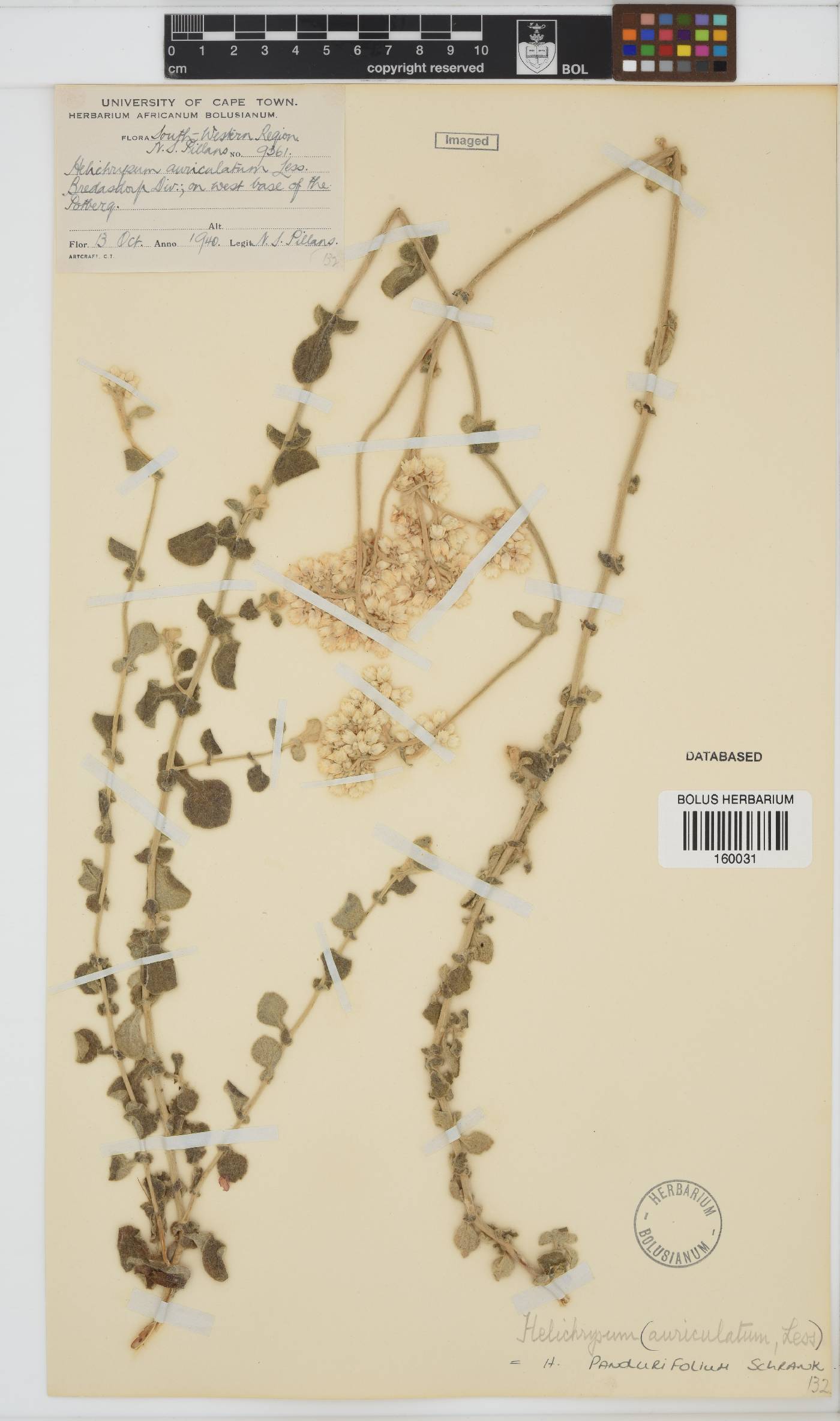 Helichrysum pandurifolium image